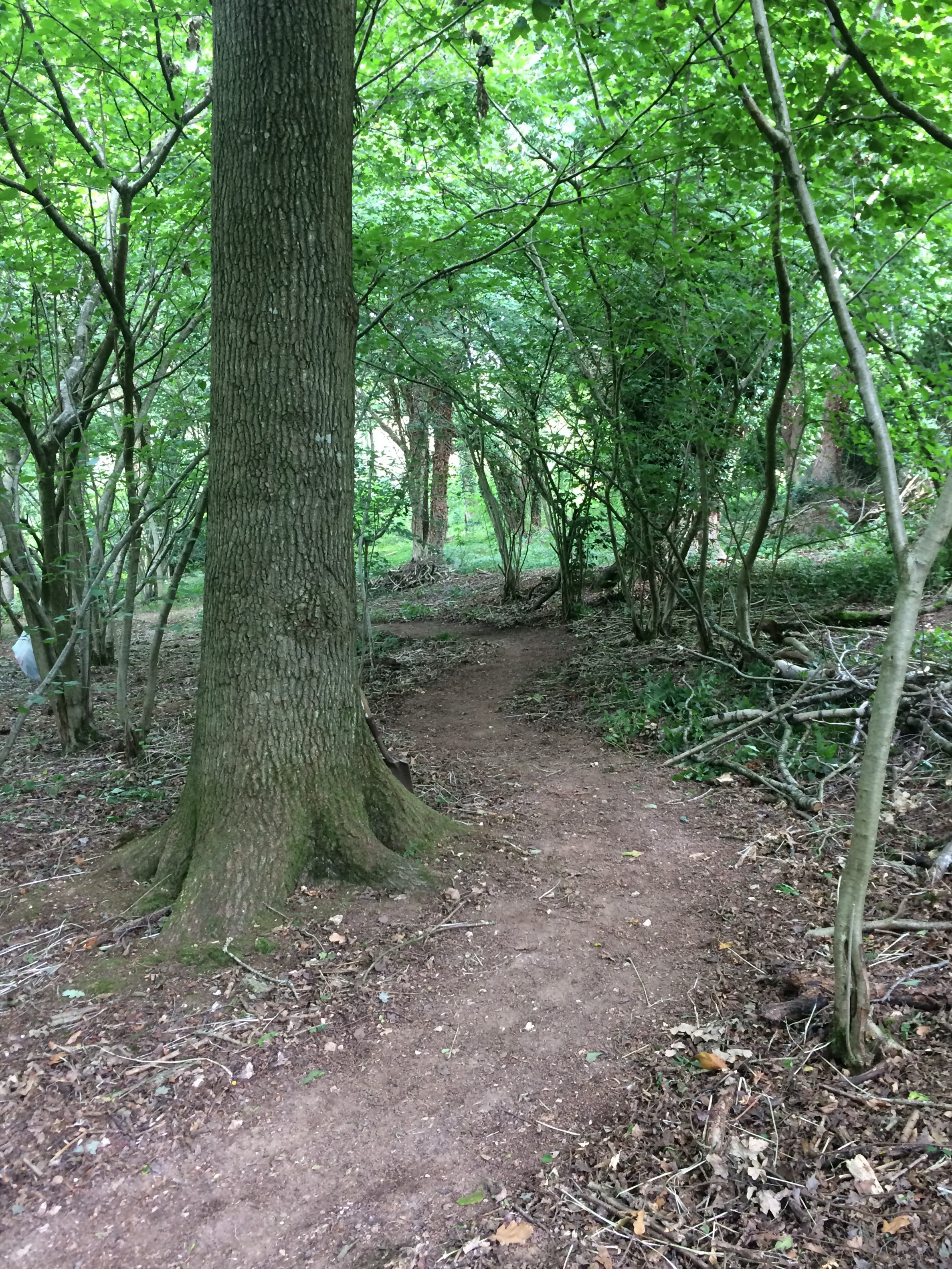 Path clearing June 2017.JPG