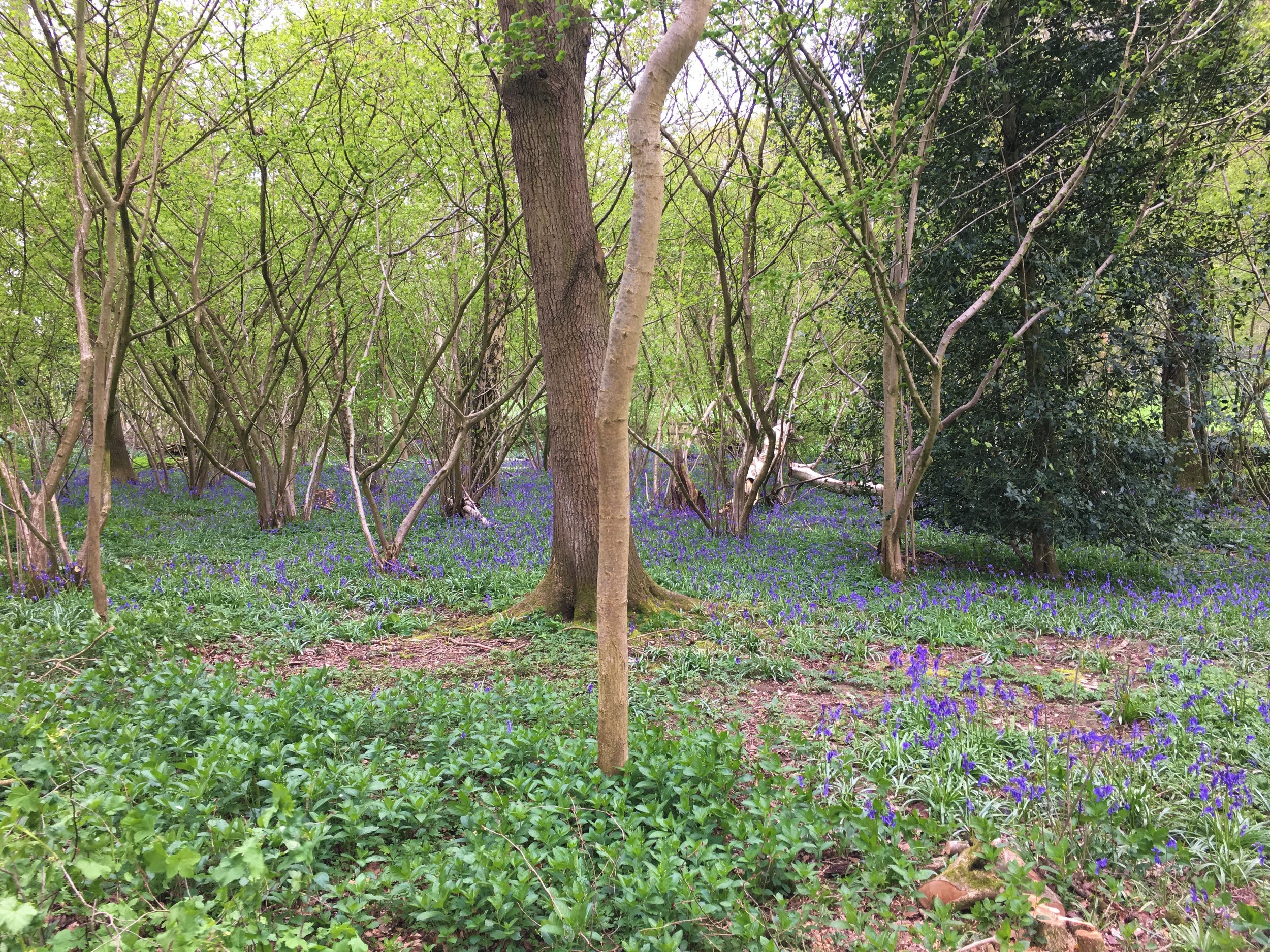 Bluebells 30-4-18.jpeg