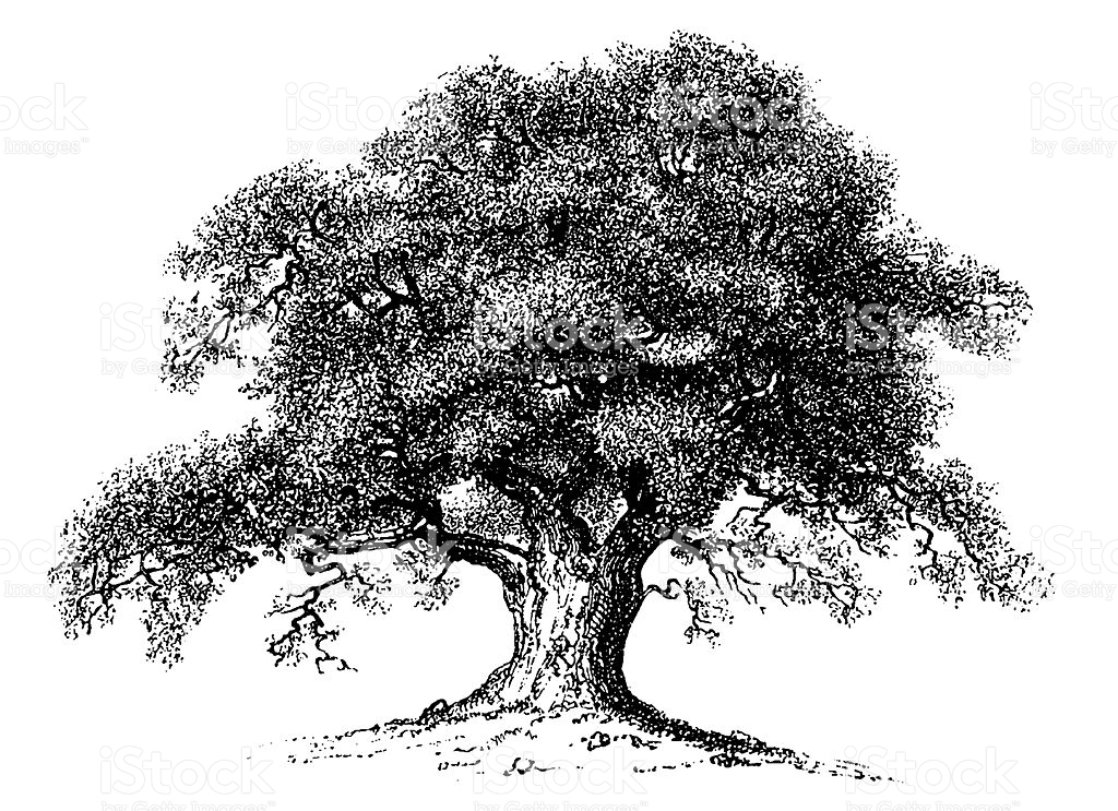 Oak Tree_1.jpg