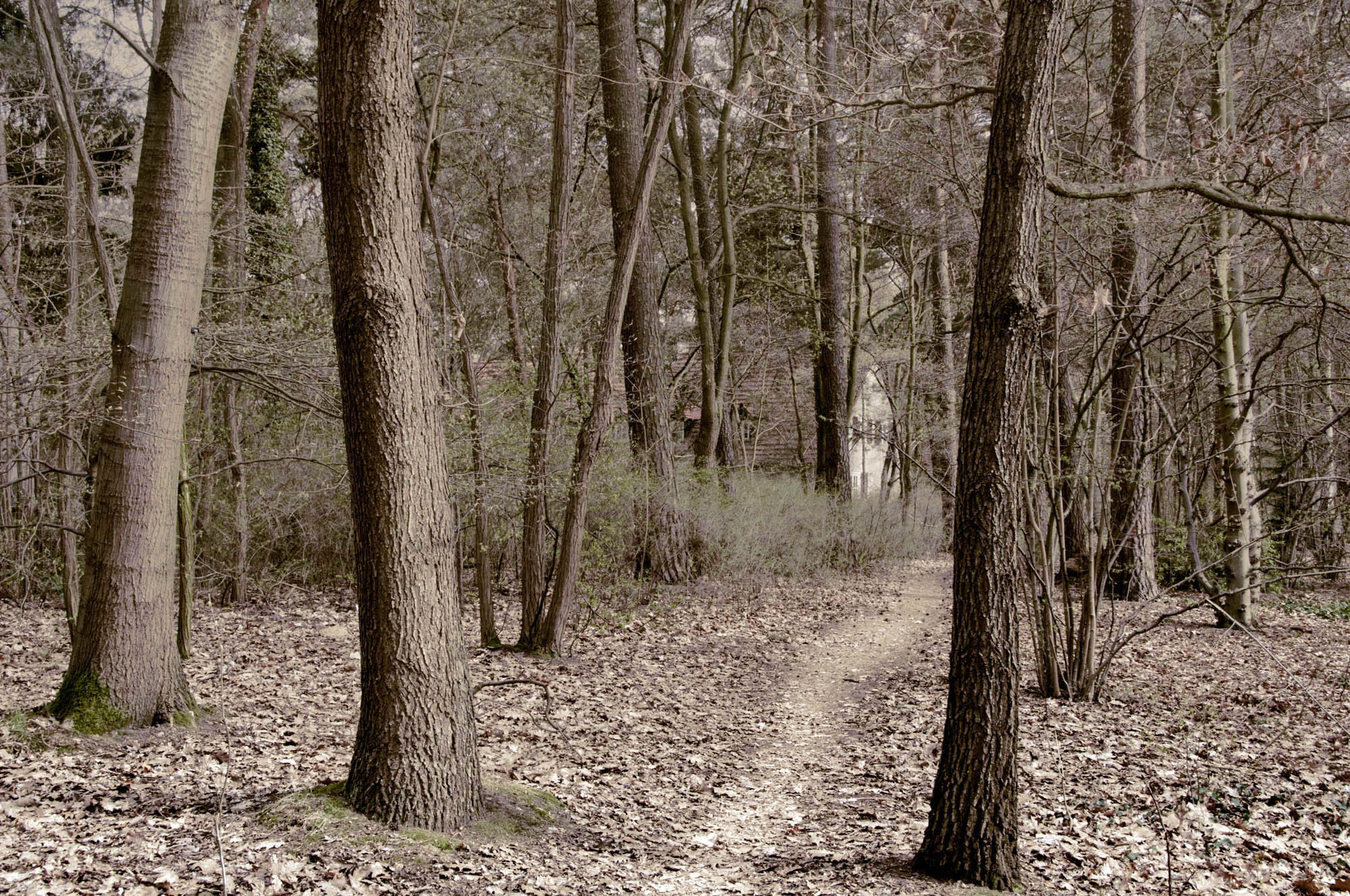 the-house-in-the-woods-zehlendorf-berlin-20103.jpg