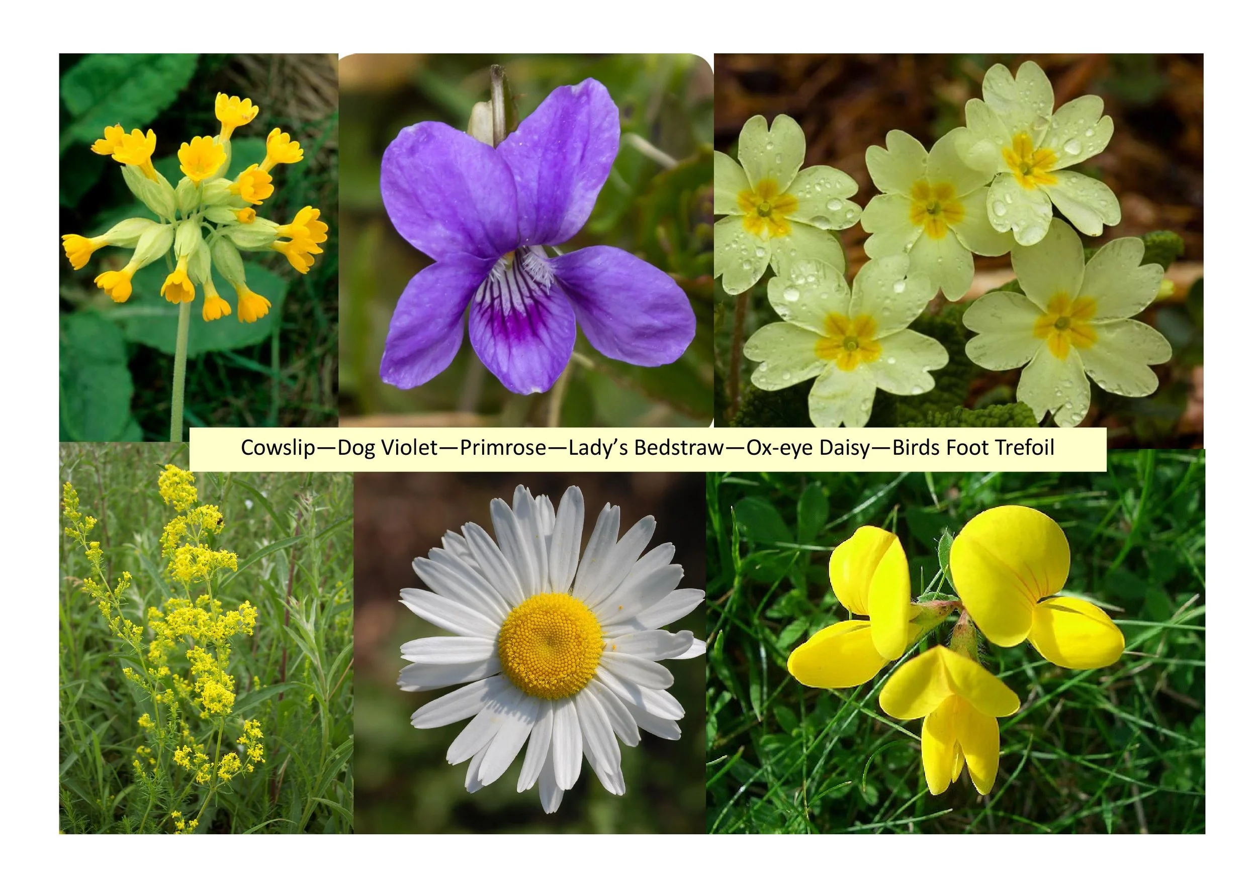 Six Trees and Six Flowers News