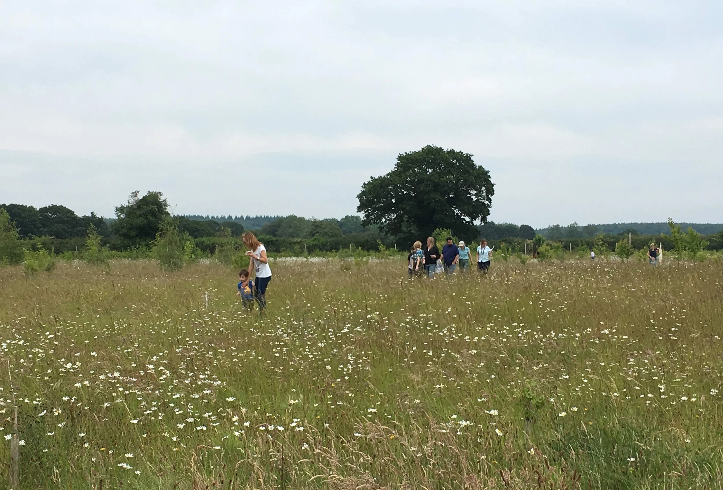 Wildflowers, Archaeology, Tea and Cake