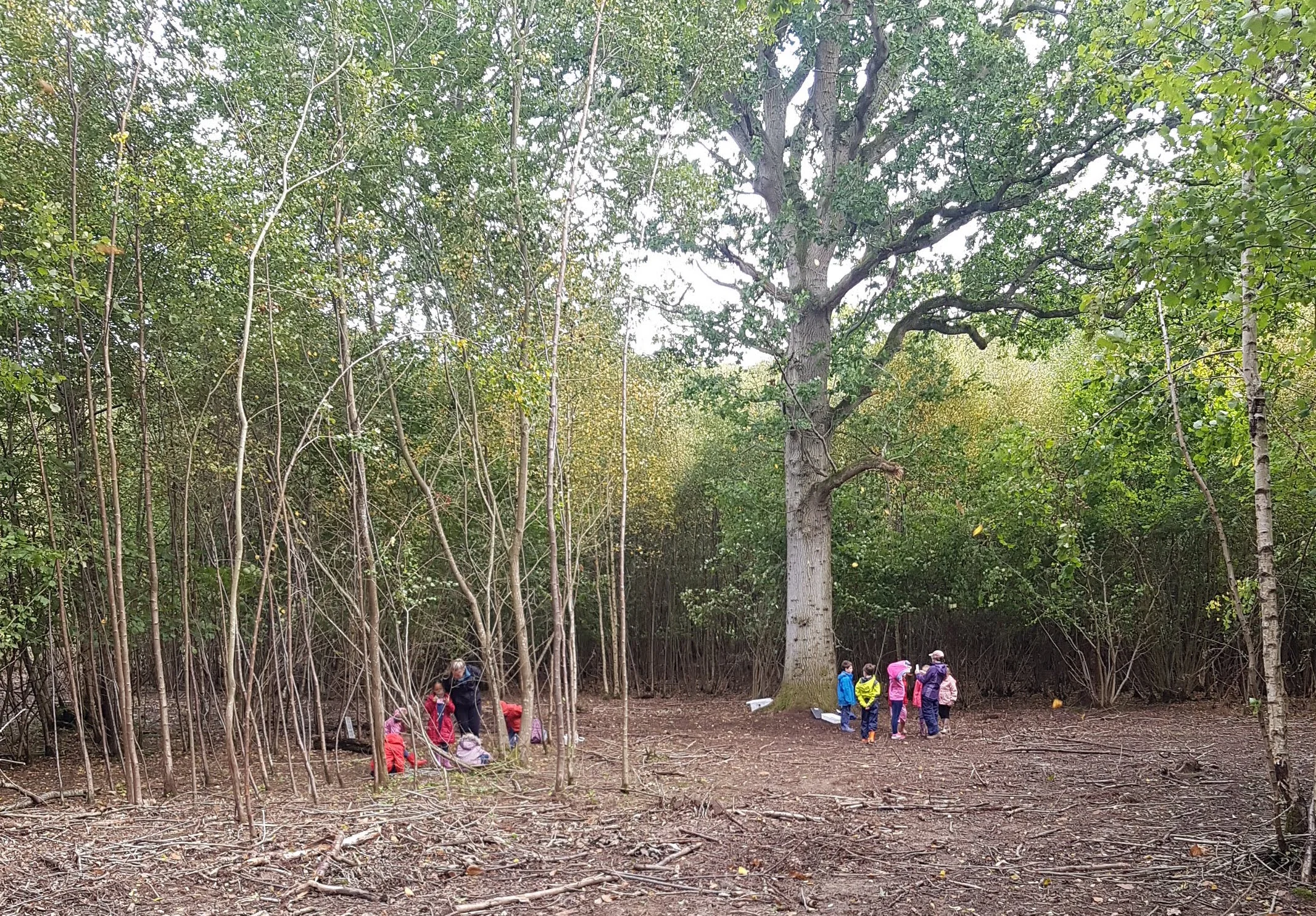 Meet The Trees. Autumn visit to the Ash tree&nbsp;