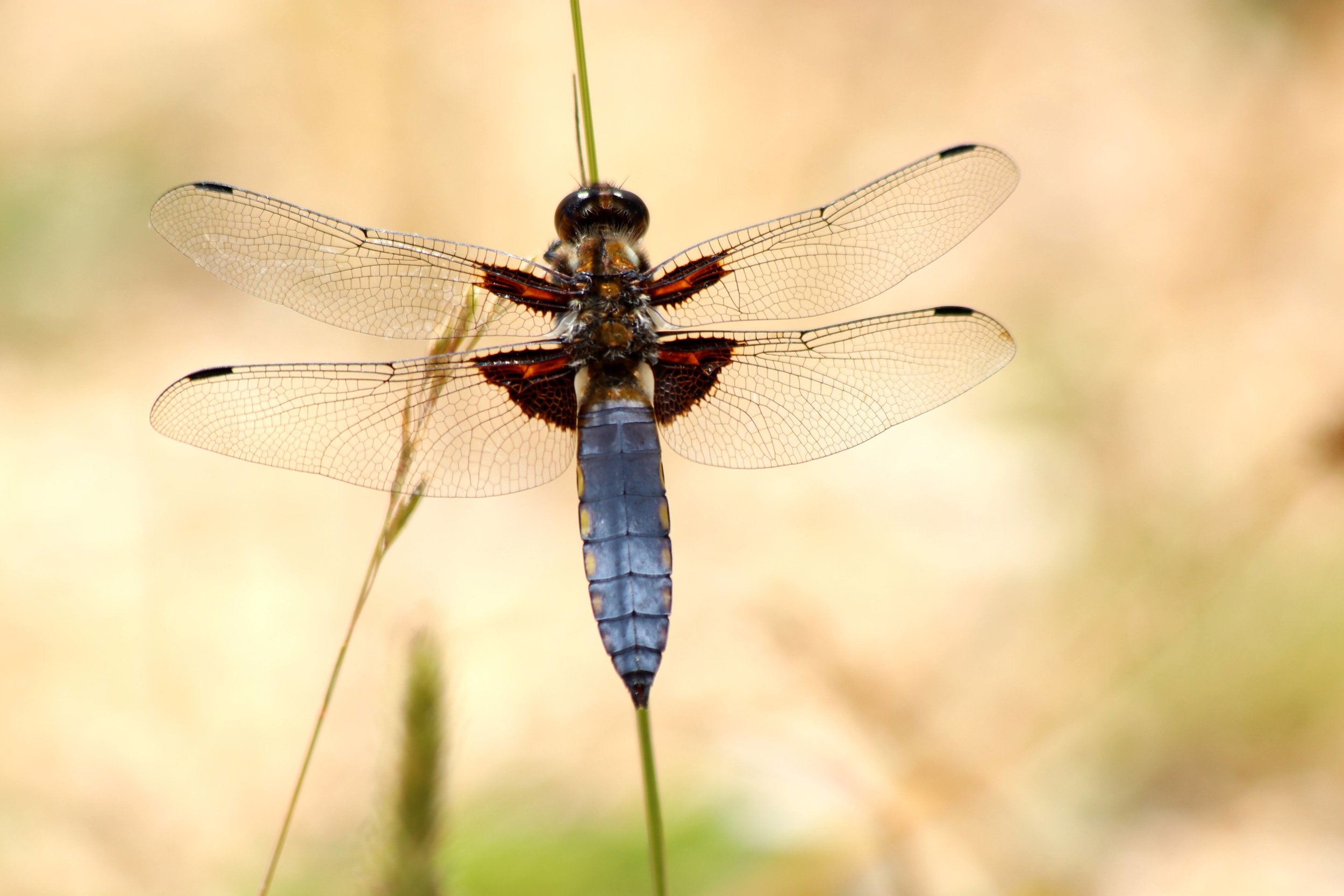 Blue-bodied Chaser Dragonfly (male) 22-06-2018.jpeg