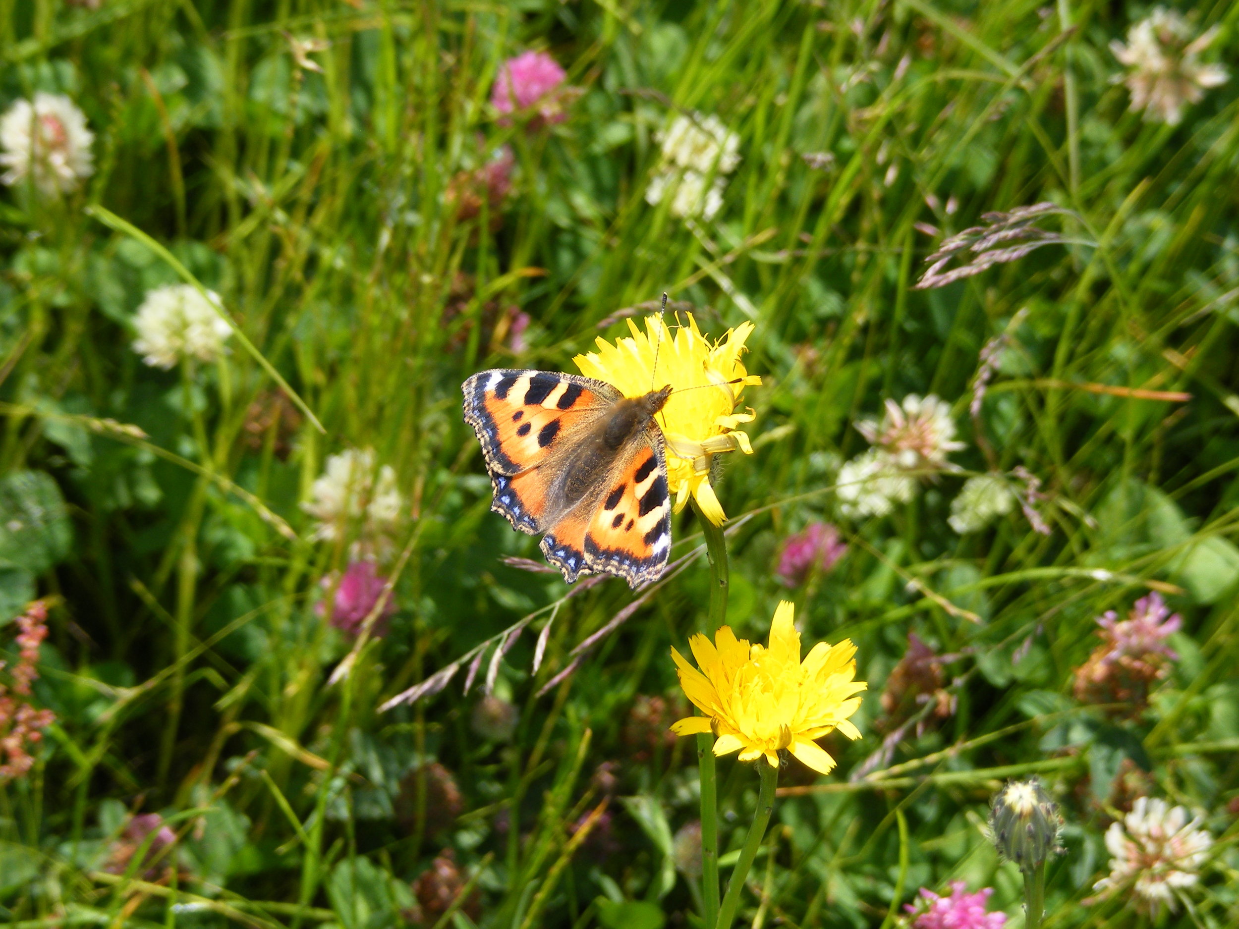 Small Tortoiseshell Butterfly (Aglais urticae) 8.6.14.Harmony Woods.jpg