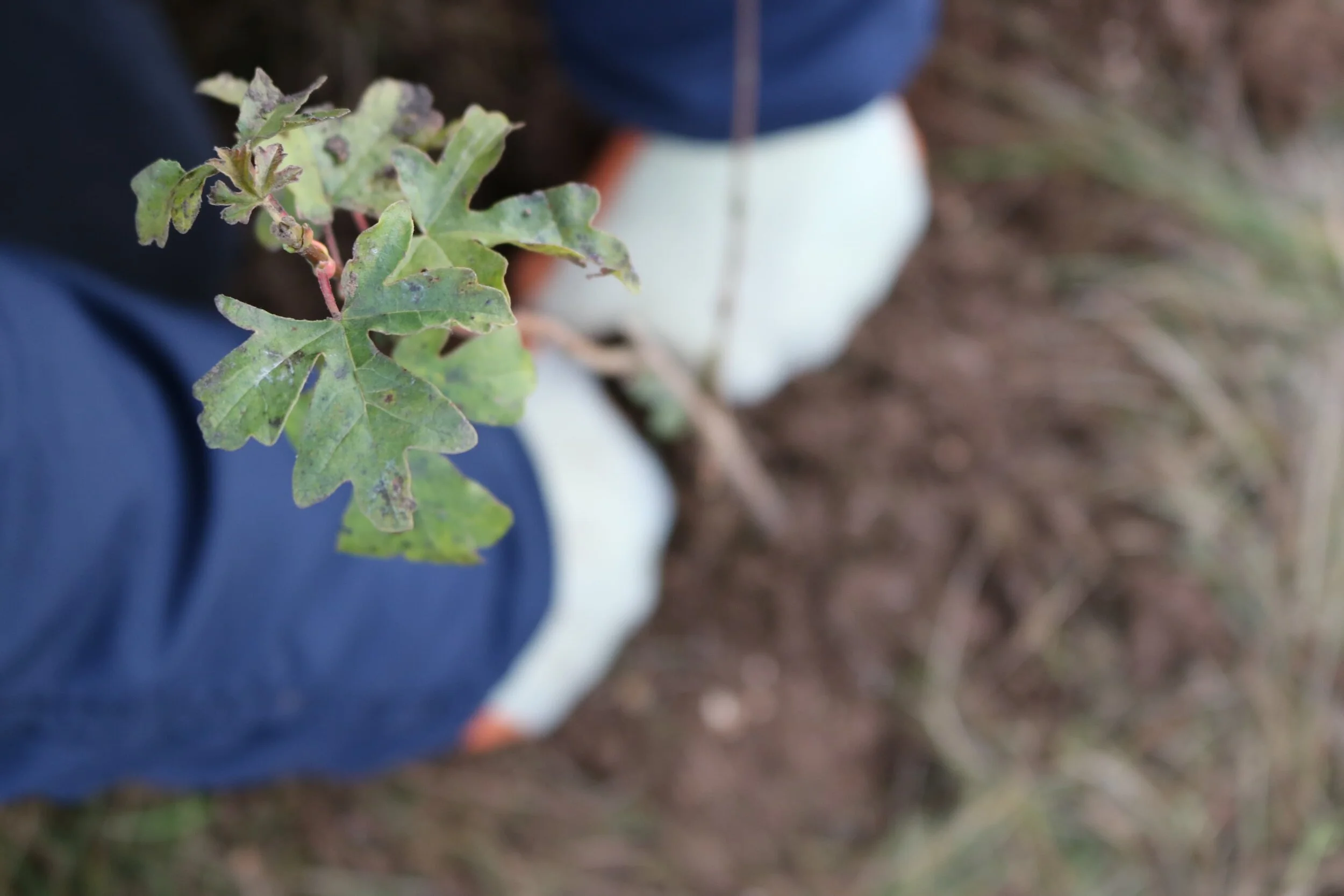 Community Tree Planting