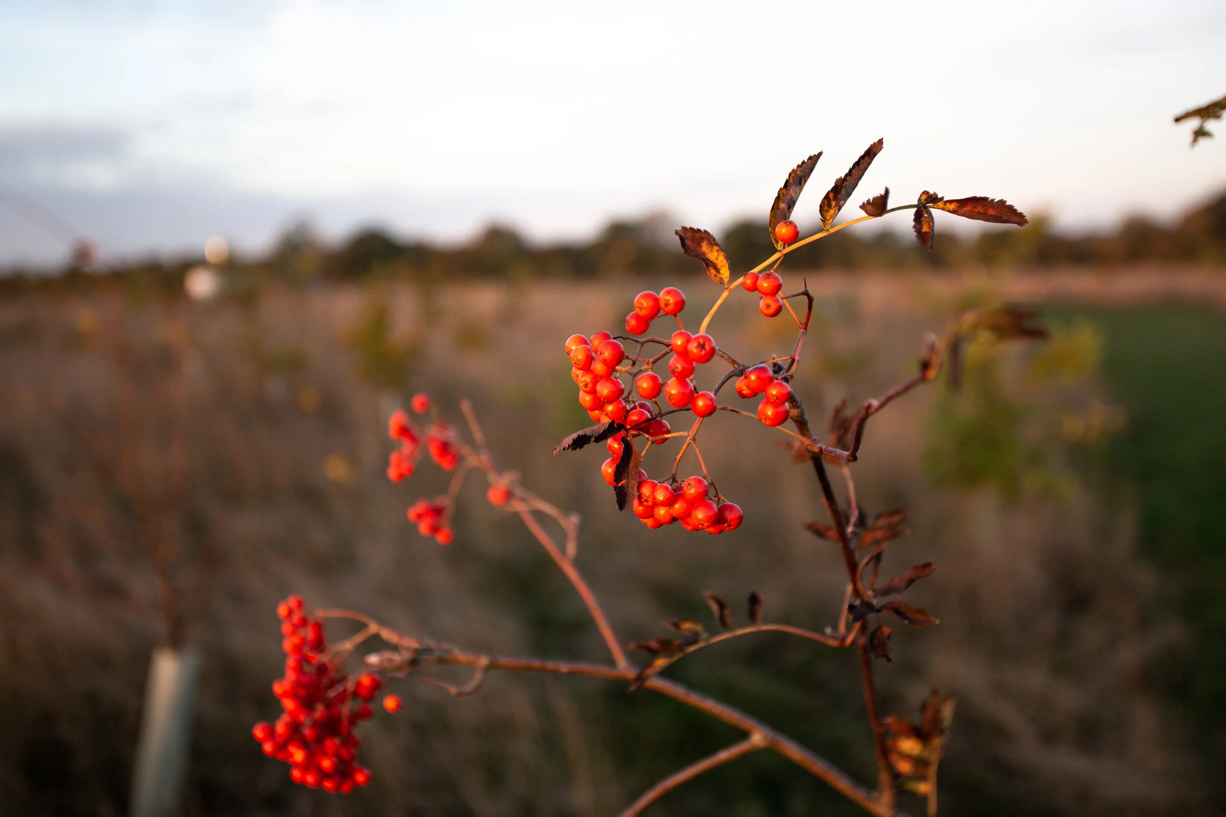 The Trees In Harmony