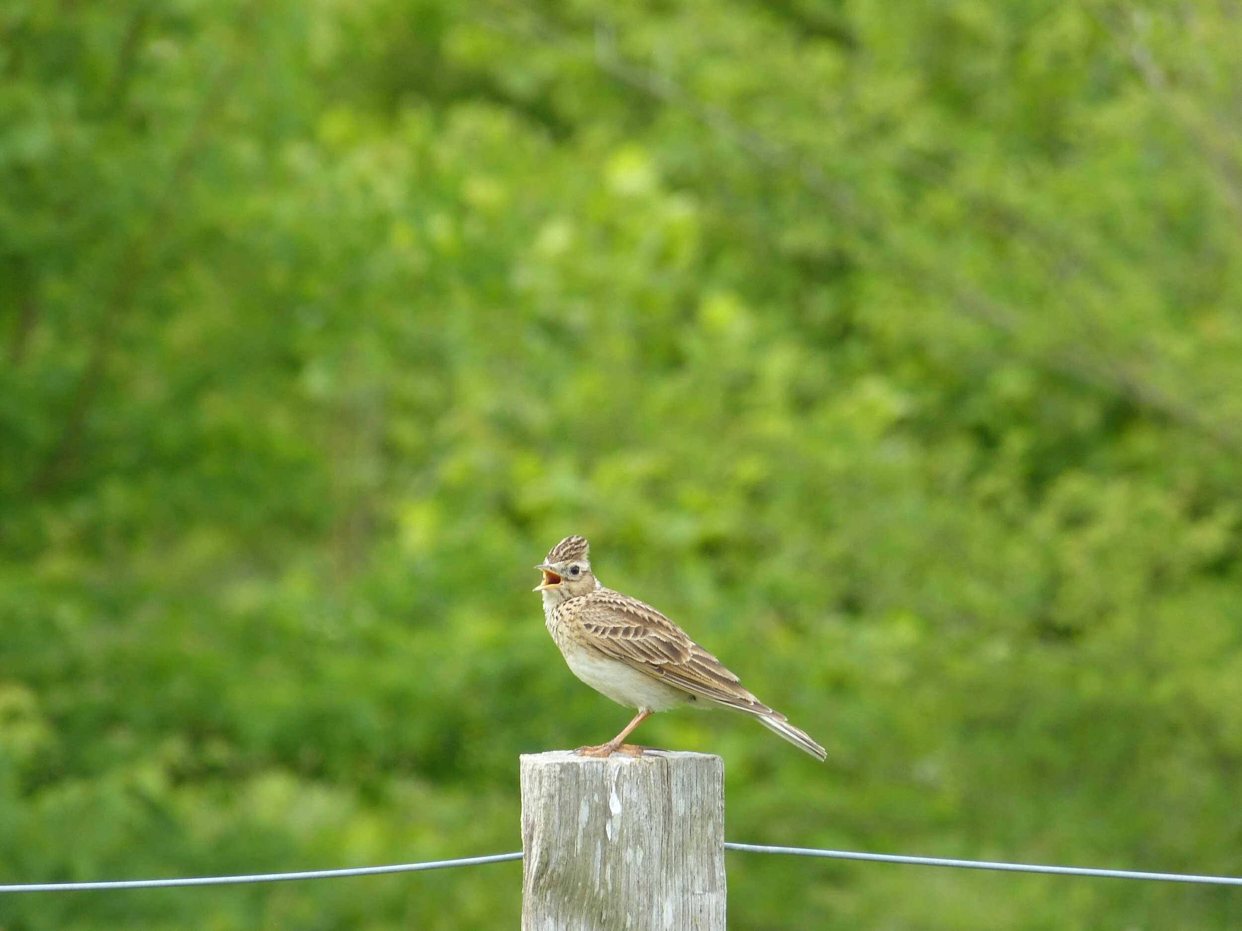 One month in - Nature in Harmony