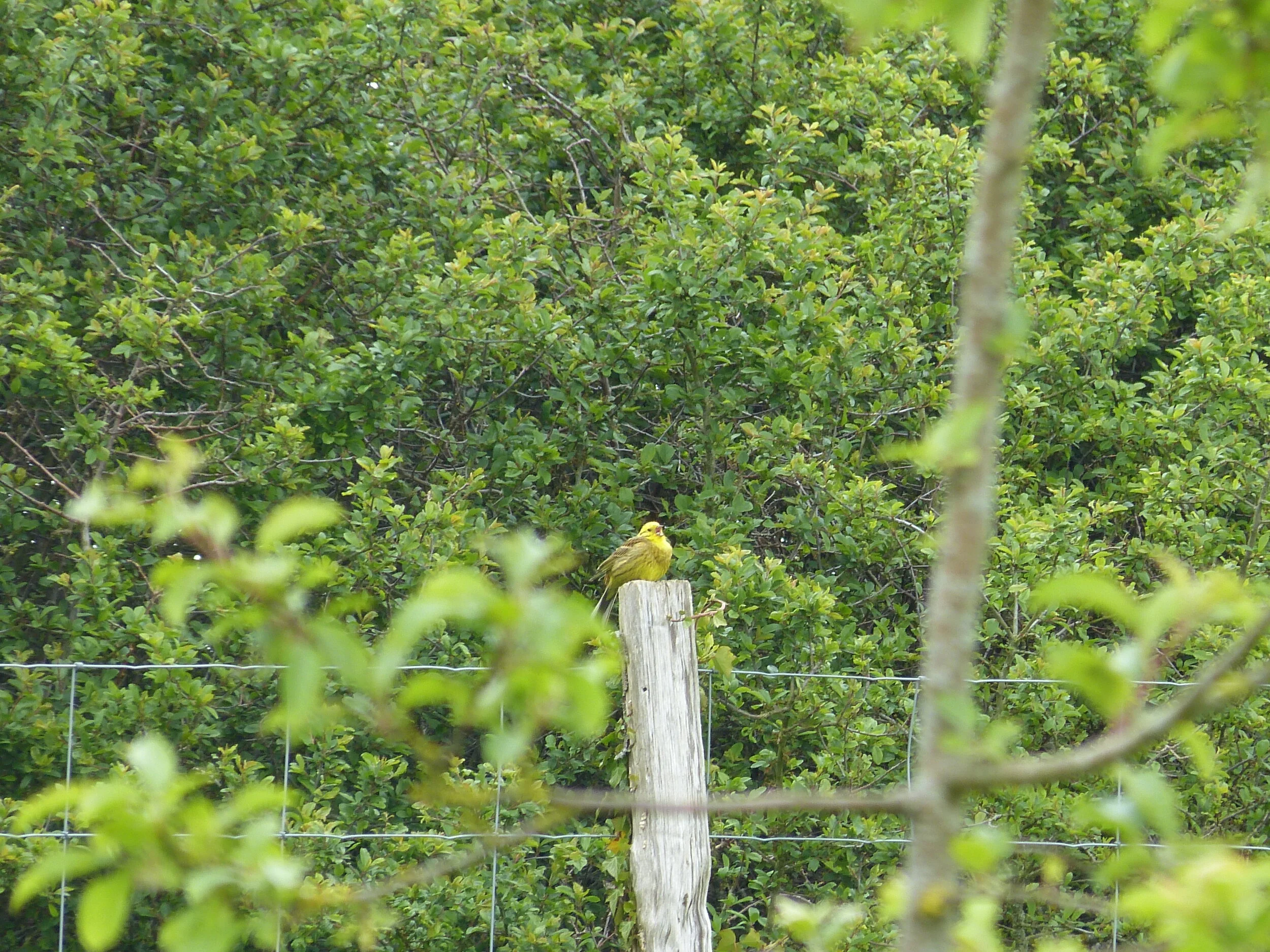 Nature in Harmony: May round-up &amp; National Hedgerow Week