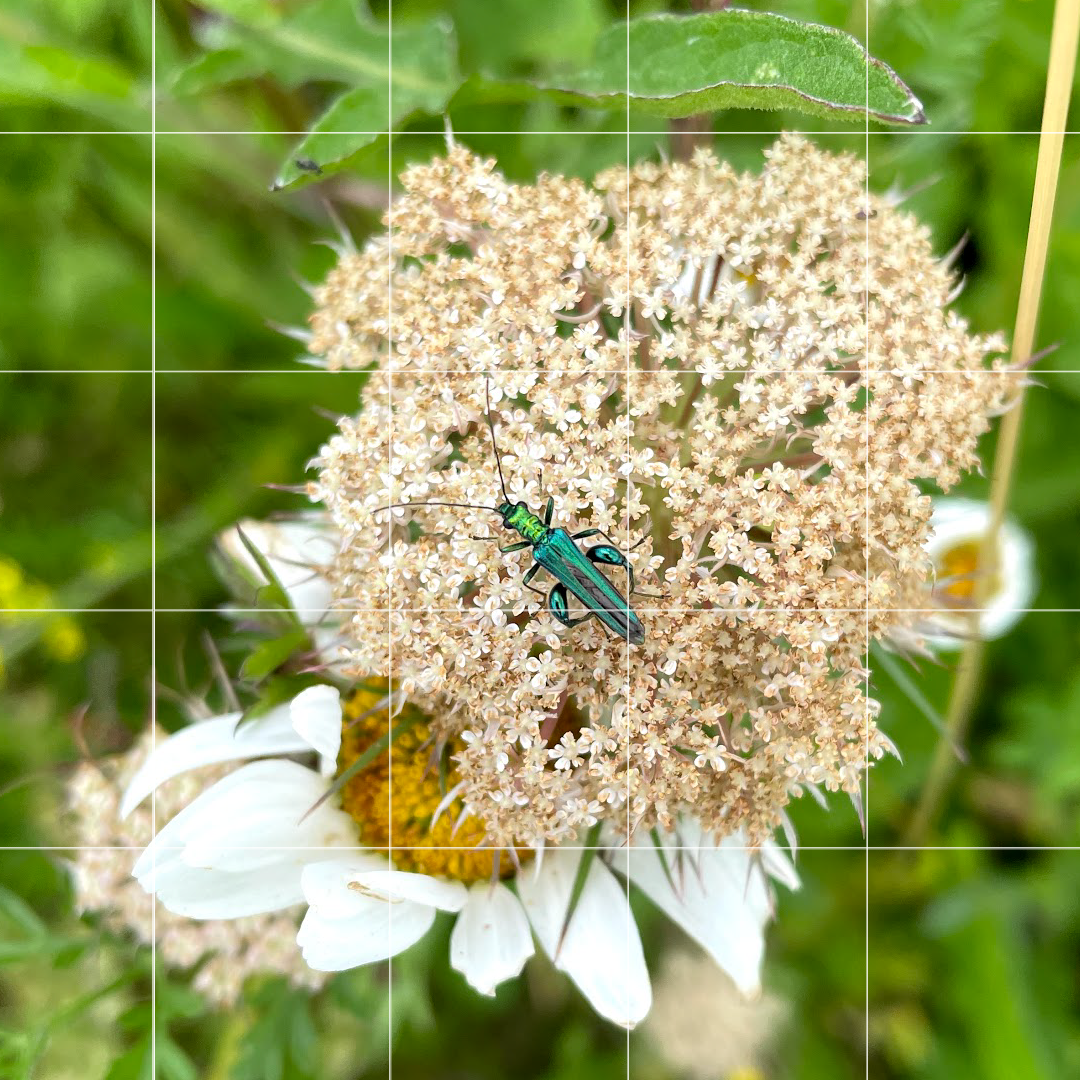 NATURE IN HARMONY: BIOBLITZ 03