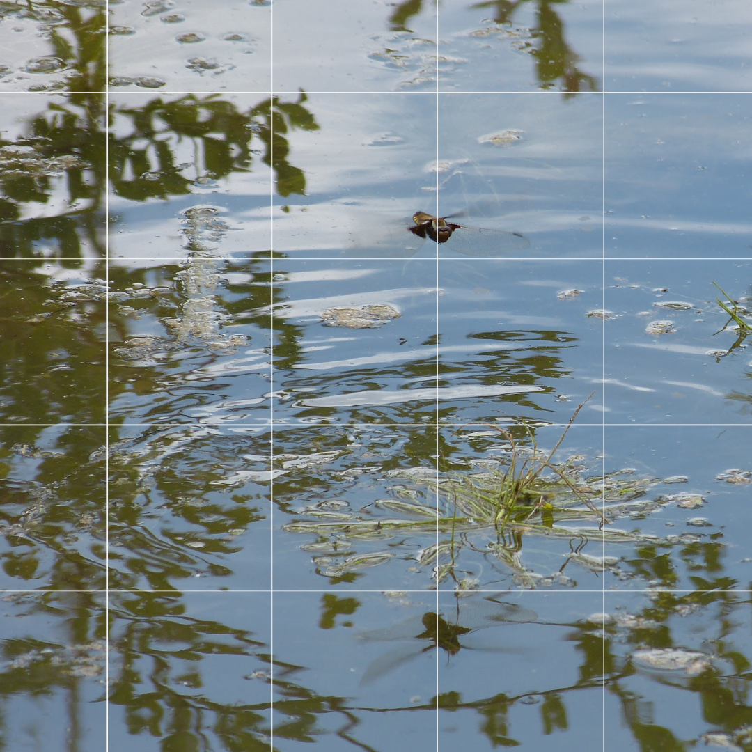 NATURE IN HARMONY: POND DIPPING