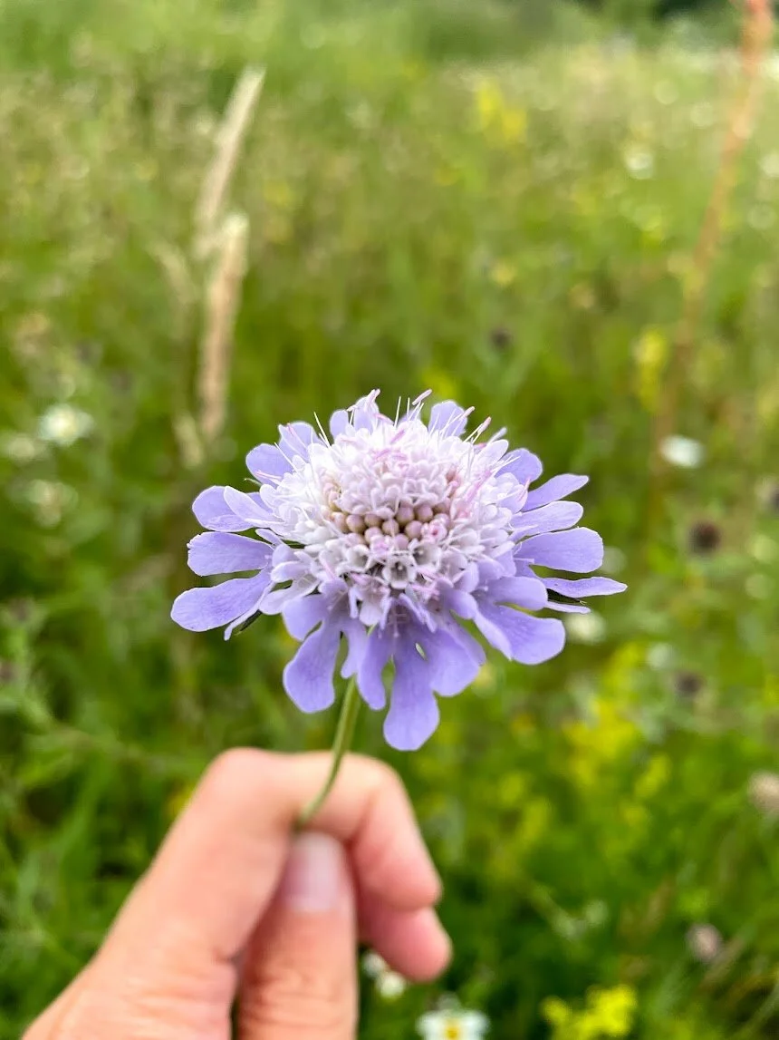 Nature in Harmony: July Round-up!