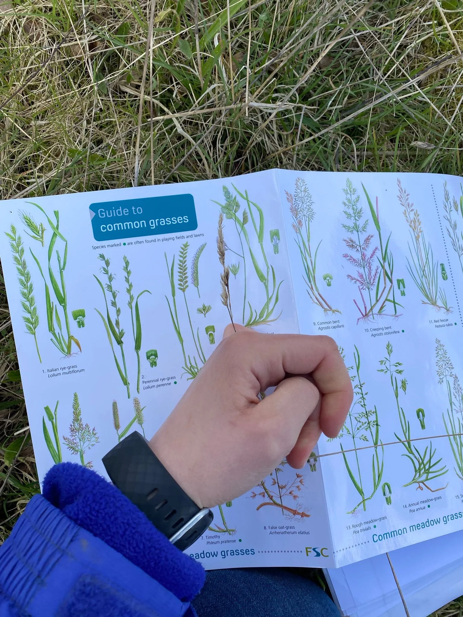 Help your Local Environment! Nature in Harmony Wildlife Surveying 2022