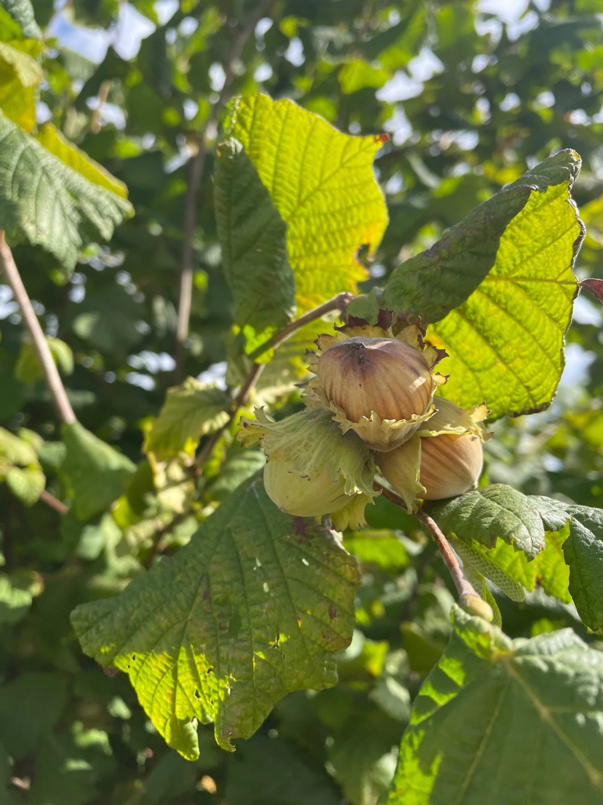 Evening Discovery Walk