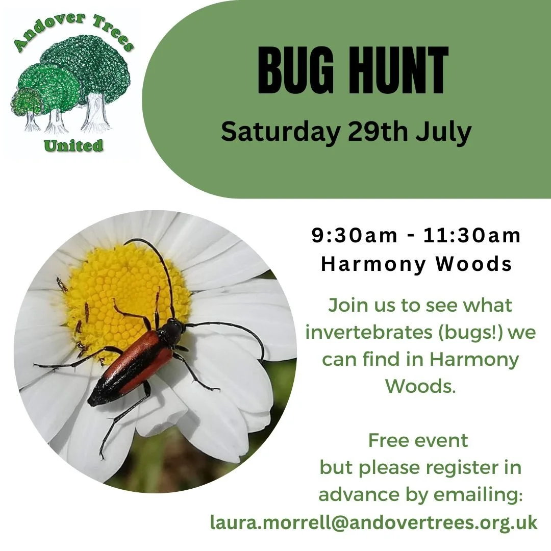 Invertebrate collection / Bug hunt