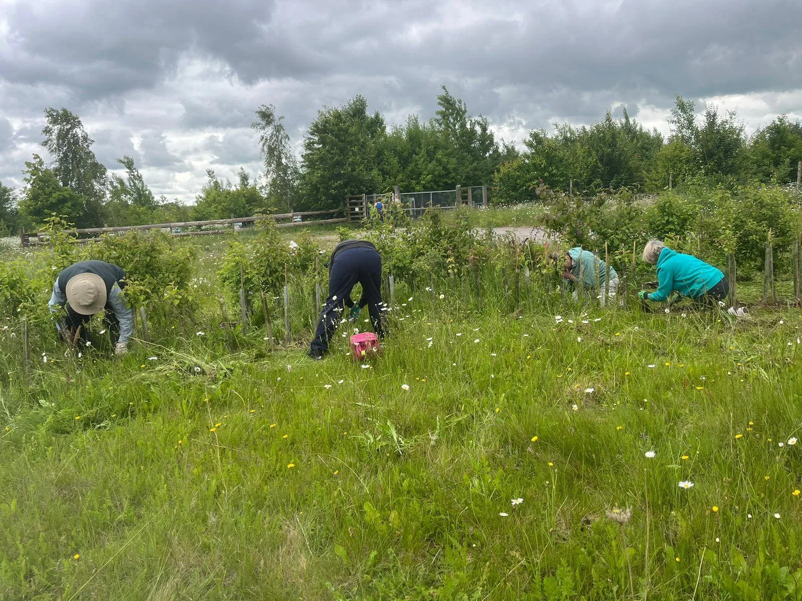 Celebrating Big Help Out! Woodland Conservation and the Launch of Great Big Green Week 2024