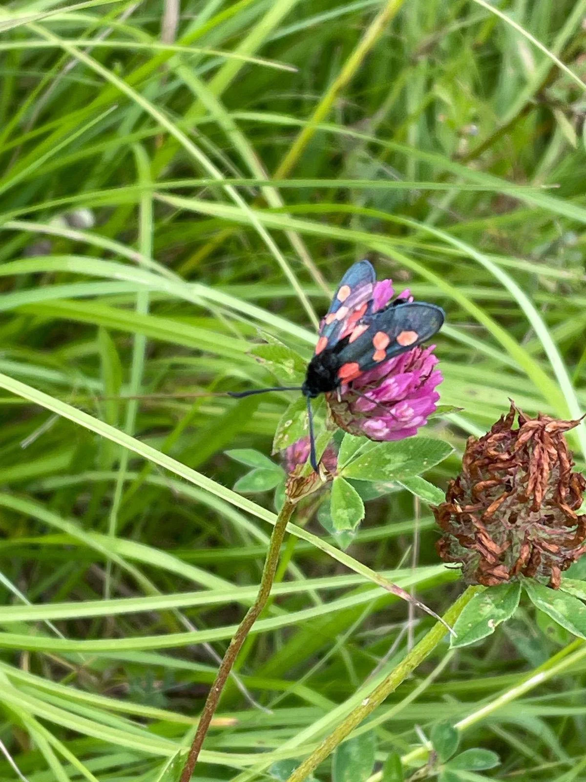 Insect Week 2024: The little things that keep this big world buzzing