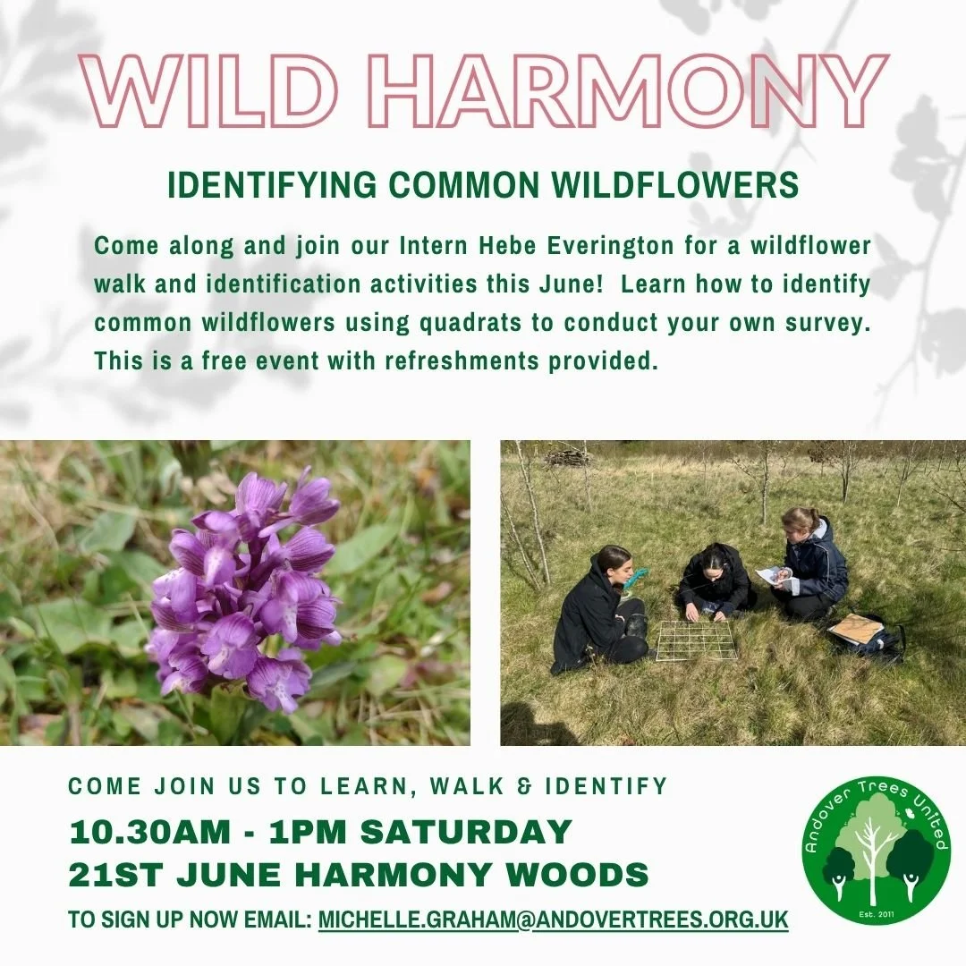 Wild Harmony