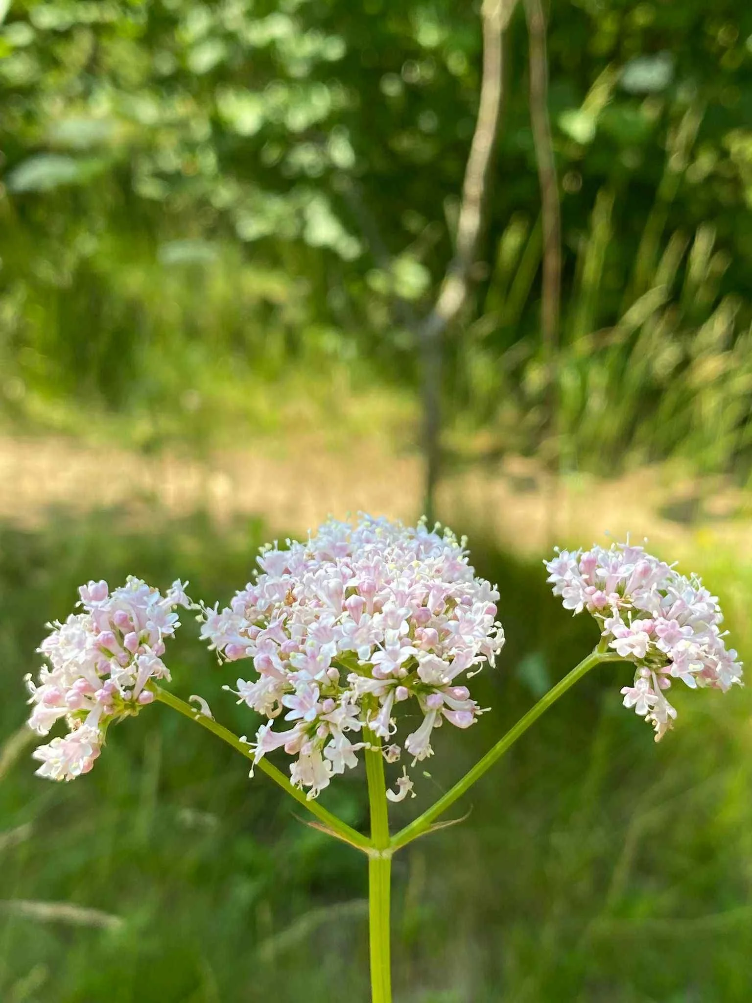 Baseline Wildflower Survey at Harmony Woods – Visit from Sarah and Charles Flower