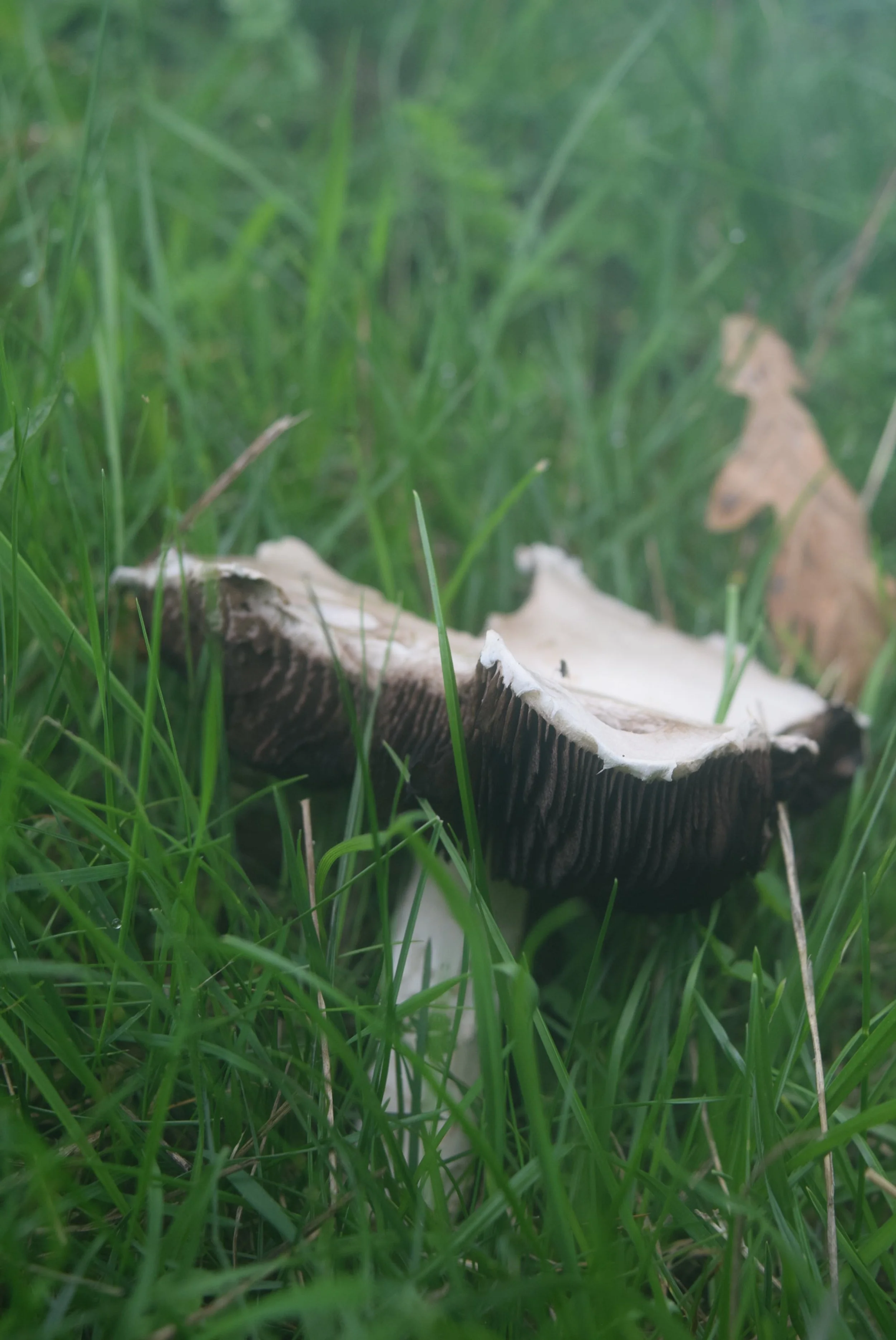 DSC_1572.JPG