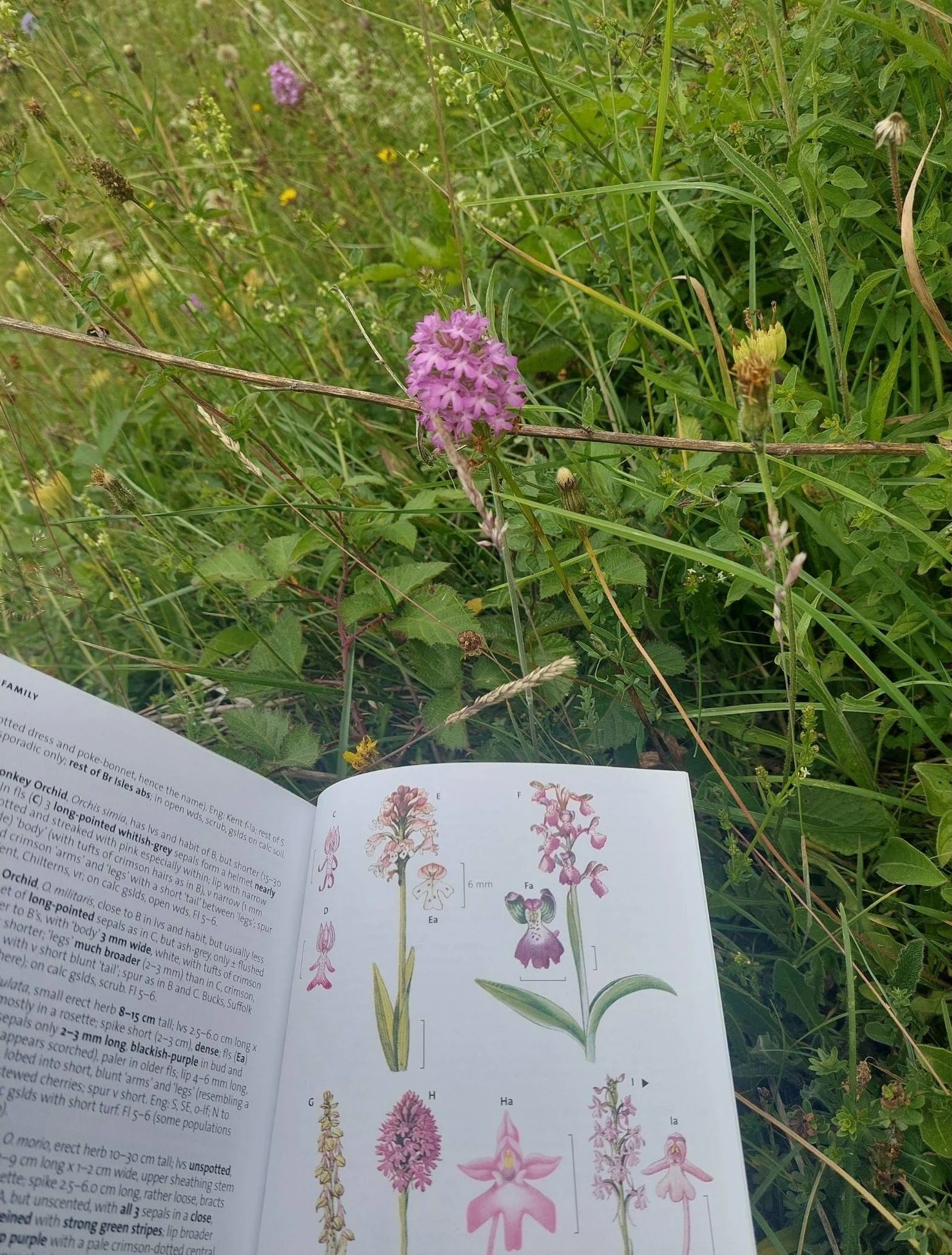 Using Rose’s The Wild Flower Key to learn about the features of a Anacamptis pyramidalis (Pyramidal orchid).jpg