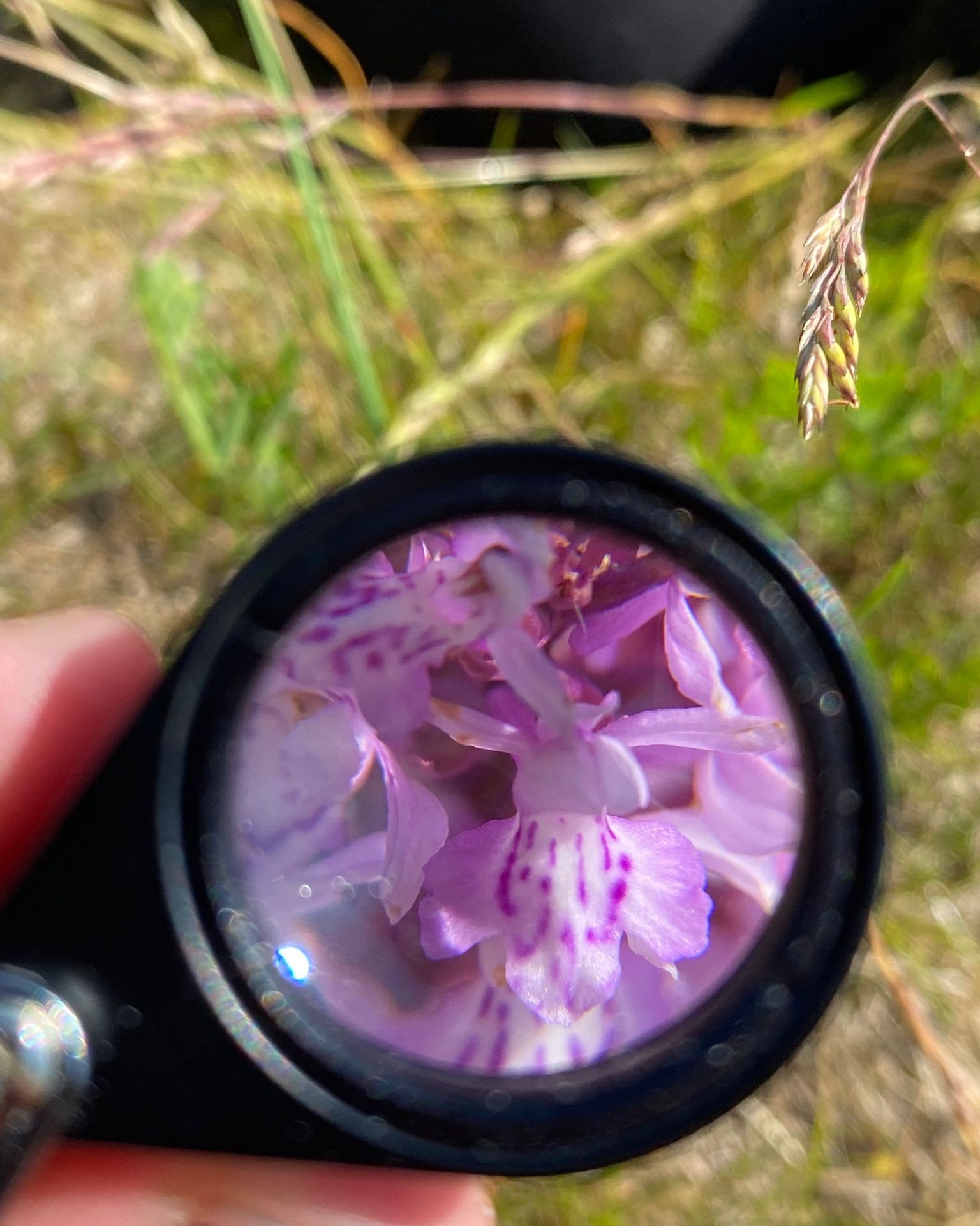 using my x10 hand lens to look at features of a Dactylorhiza fuchsii (Common spotted-orchid).jpg