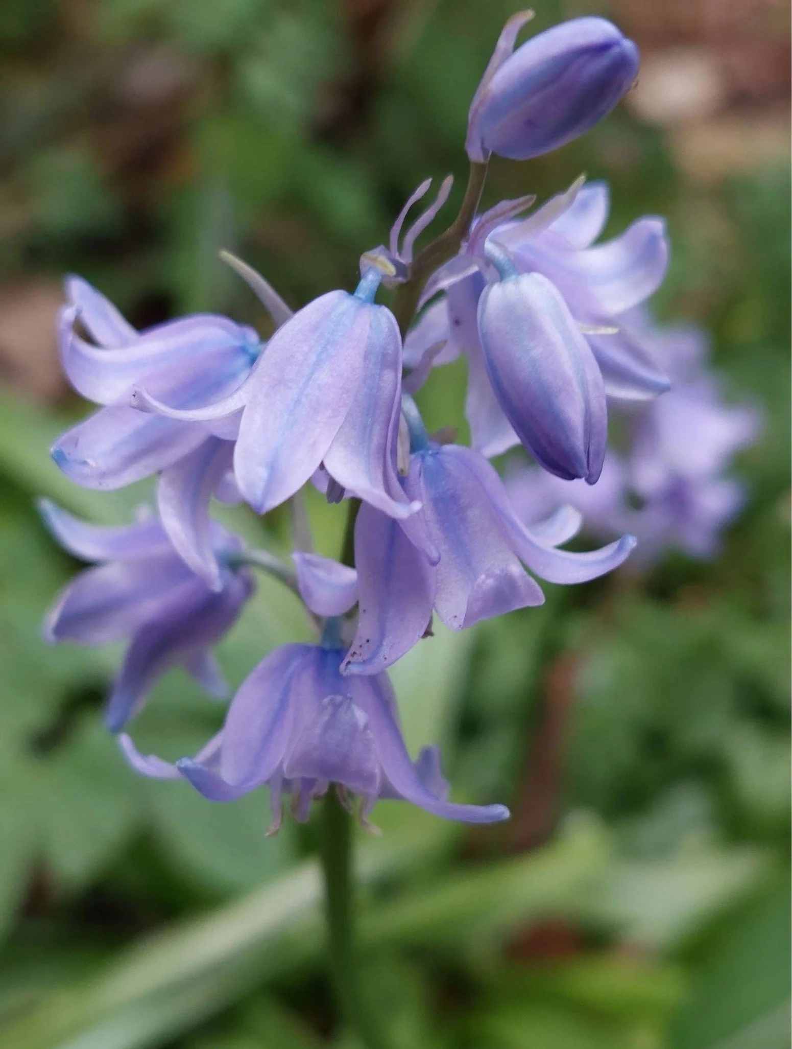 Exploring Wildflowers Through Identiplant and Nature in Harmony ...