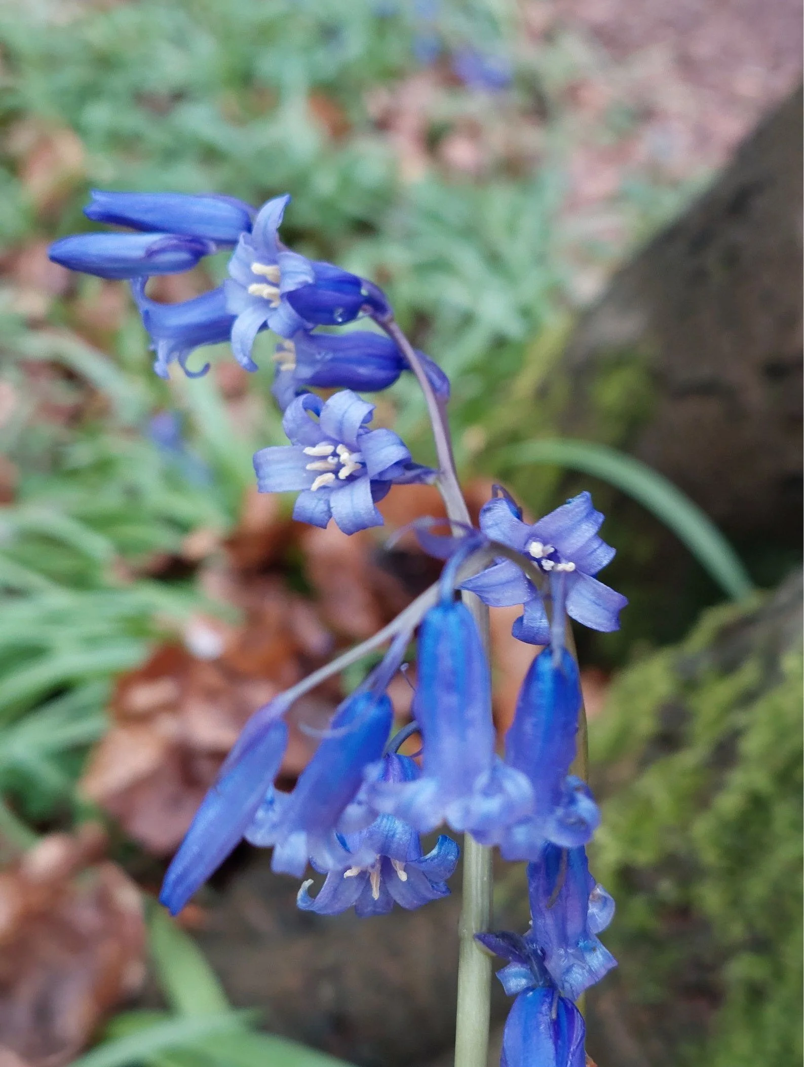 Hyacinthoides non-scripta (native bluebell).jpg