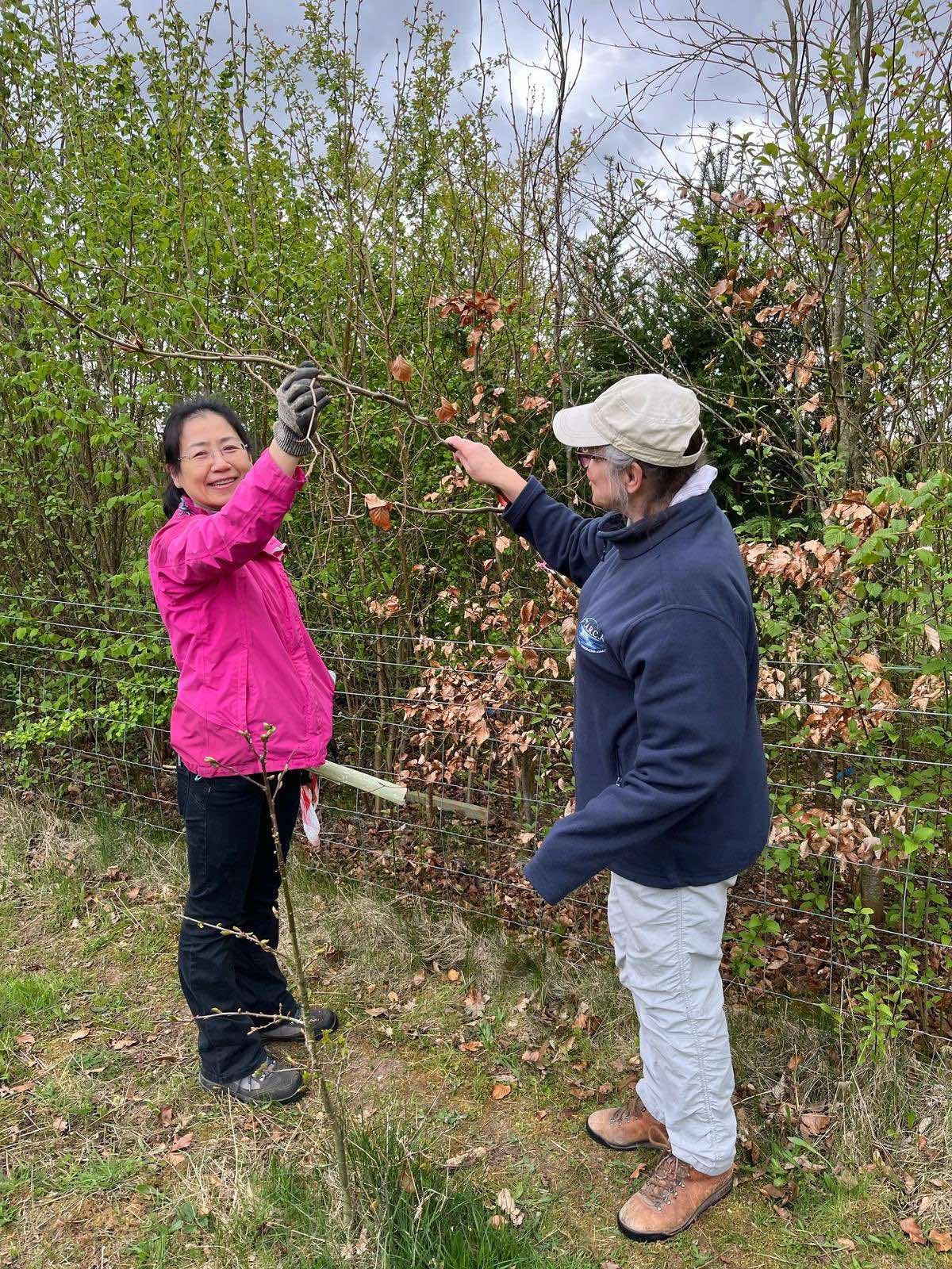 Andover Trees Invites Community to March Conservation Day