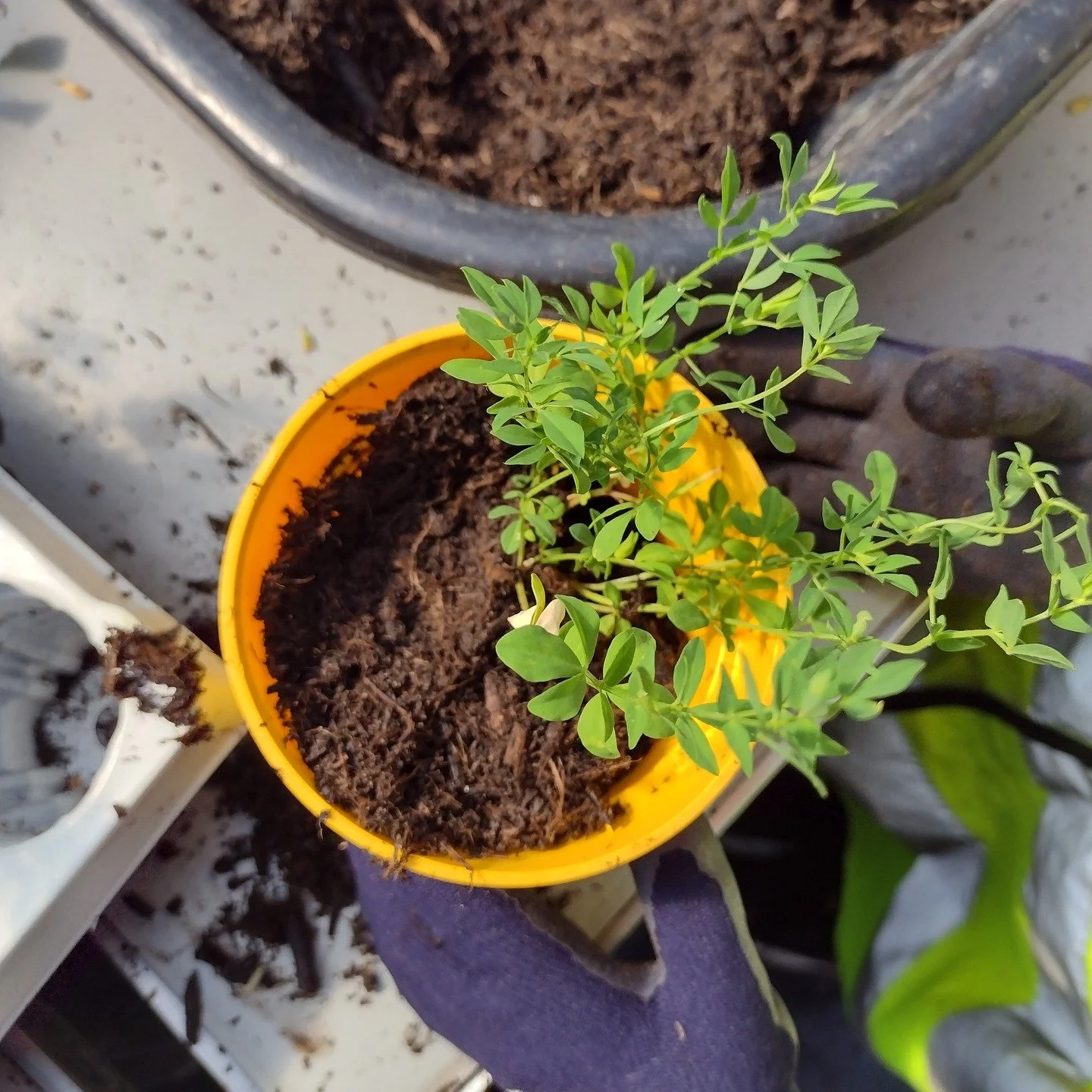 Growing Hope: Join Andover Trees’ Disappearing Wildflowers Campaign 