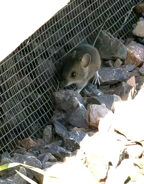 WhatsApp Image 2026-03-14 at 13.18.33 (3).jpeg