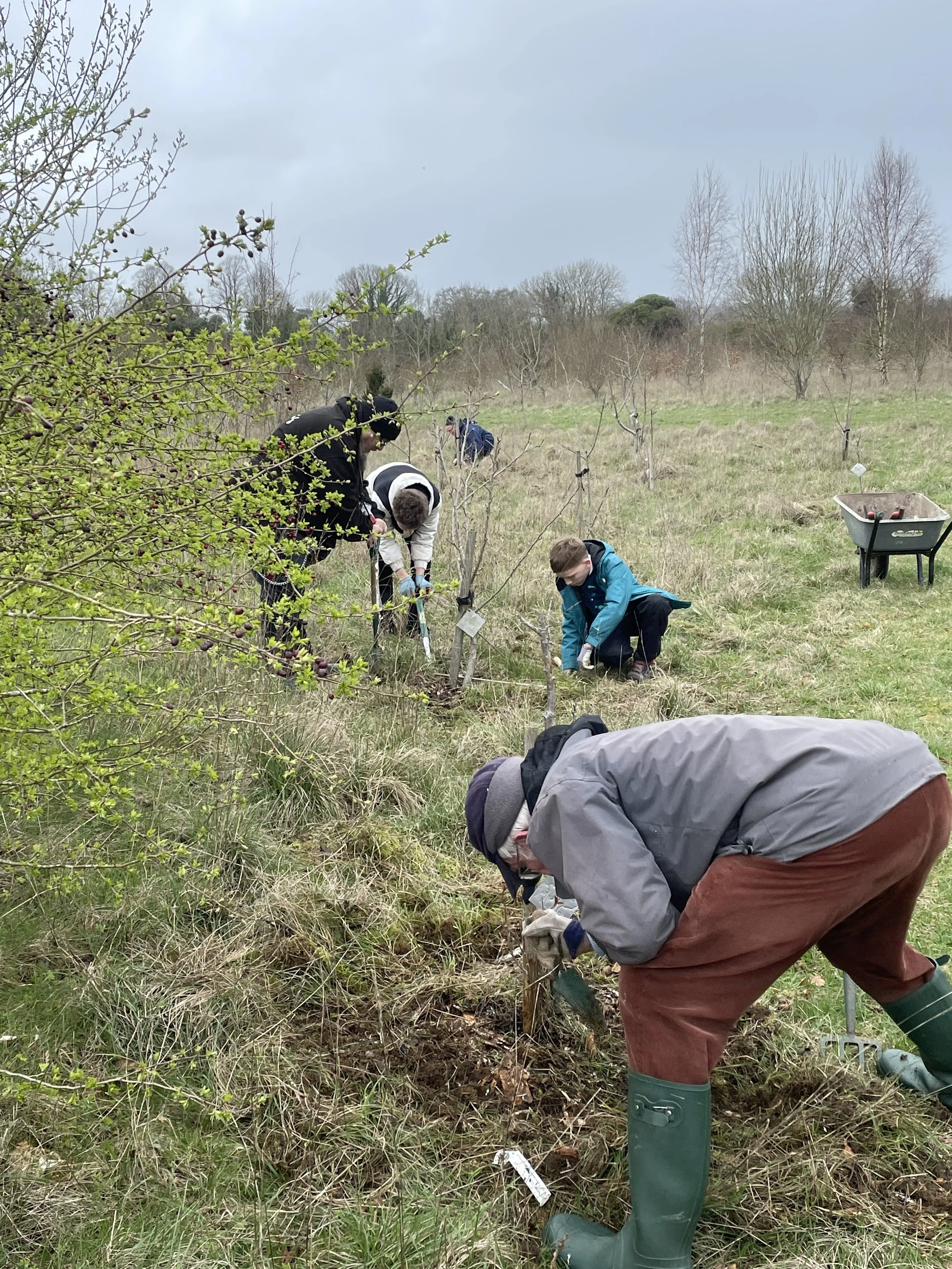 Clearing around the fruit trees [1].JPG