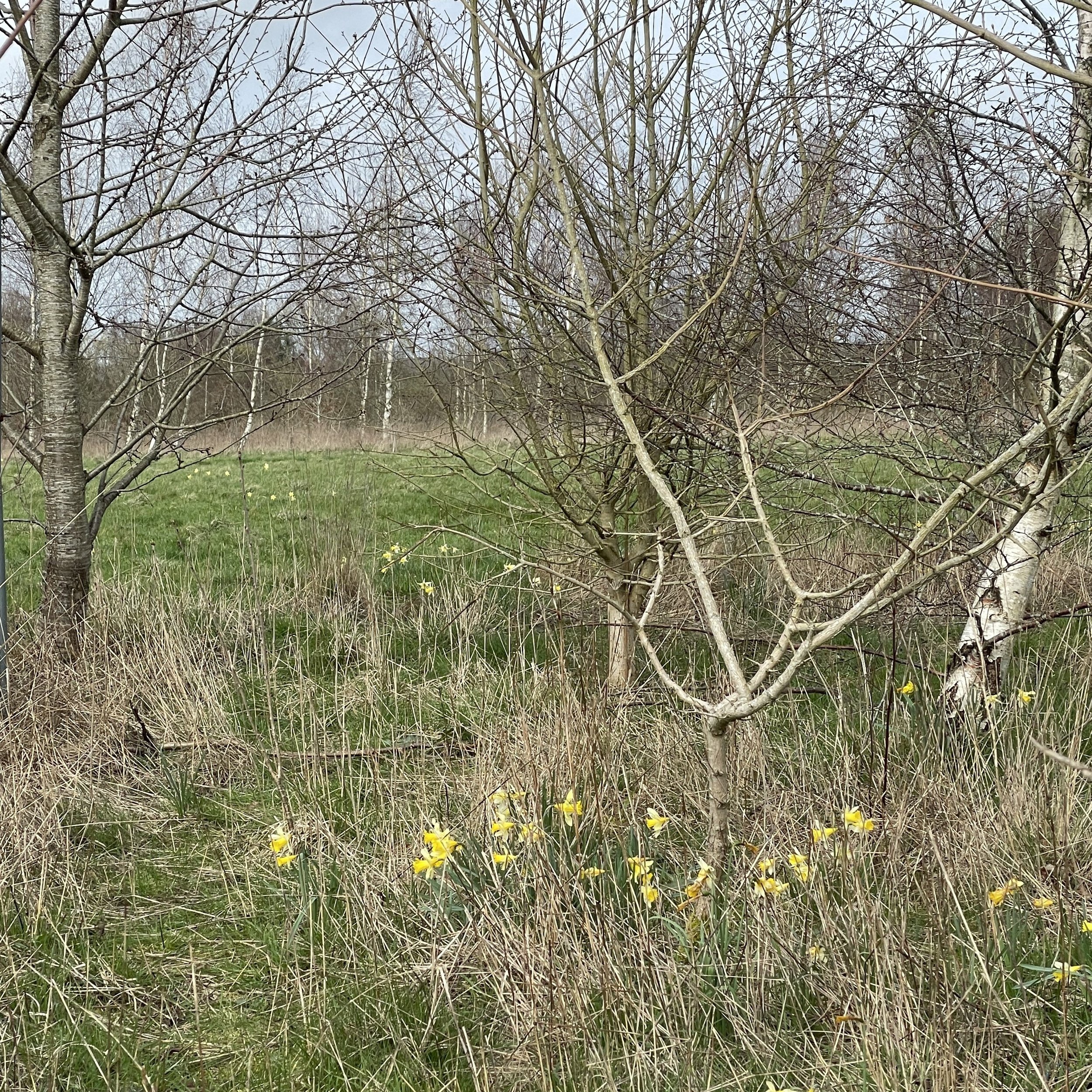 Wild daffodils in bloom-1st planted Nov2013.JPG