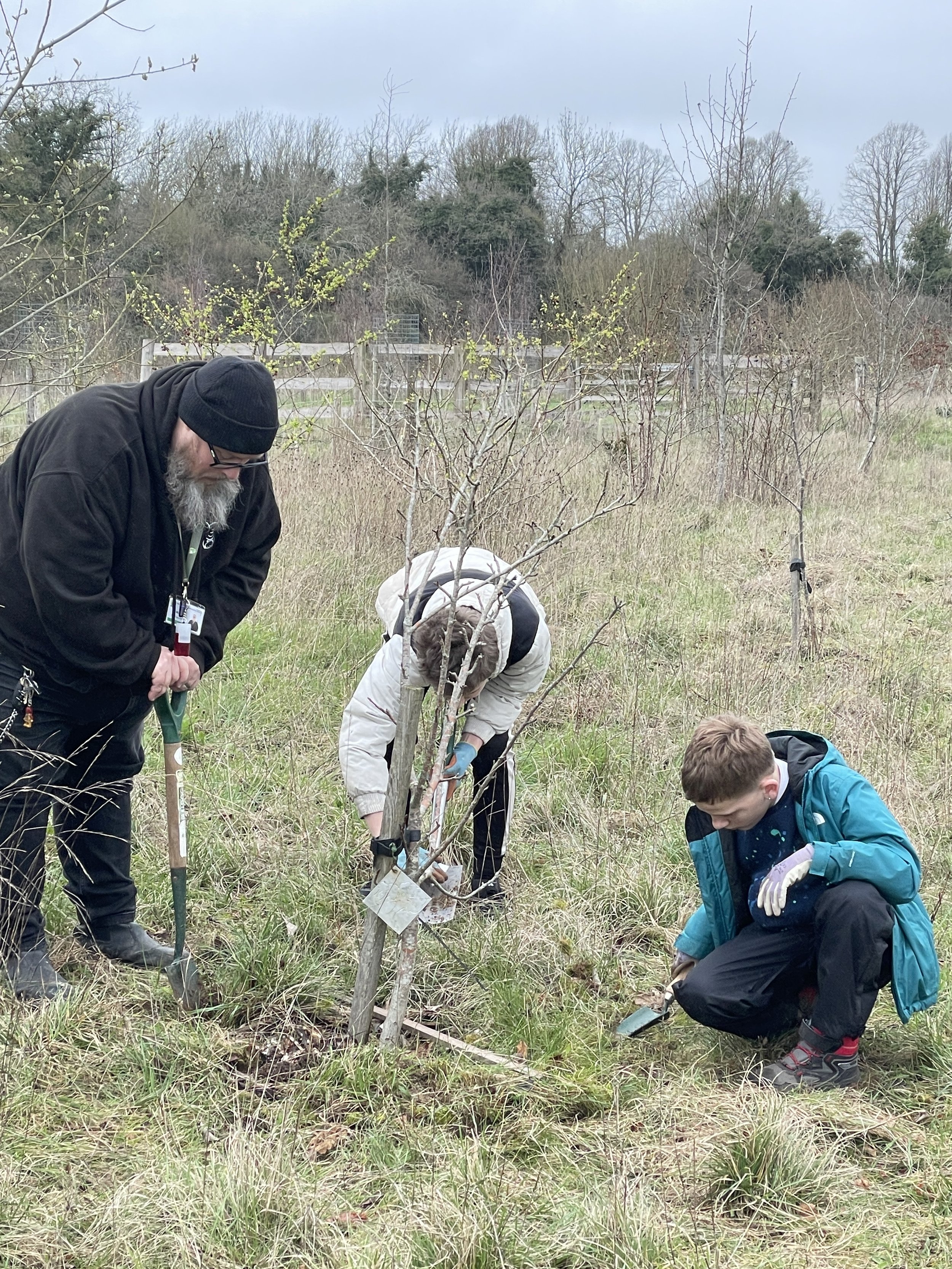 Clearing around the fruit trees [2].JPG