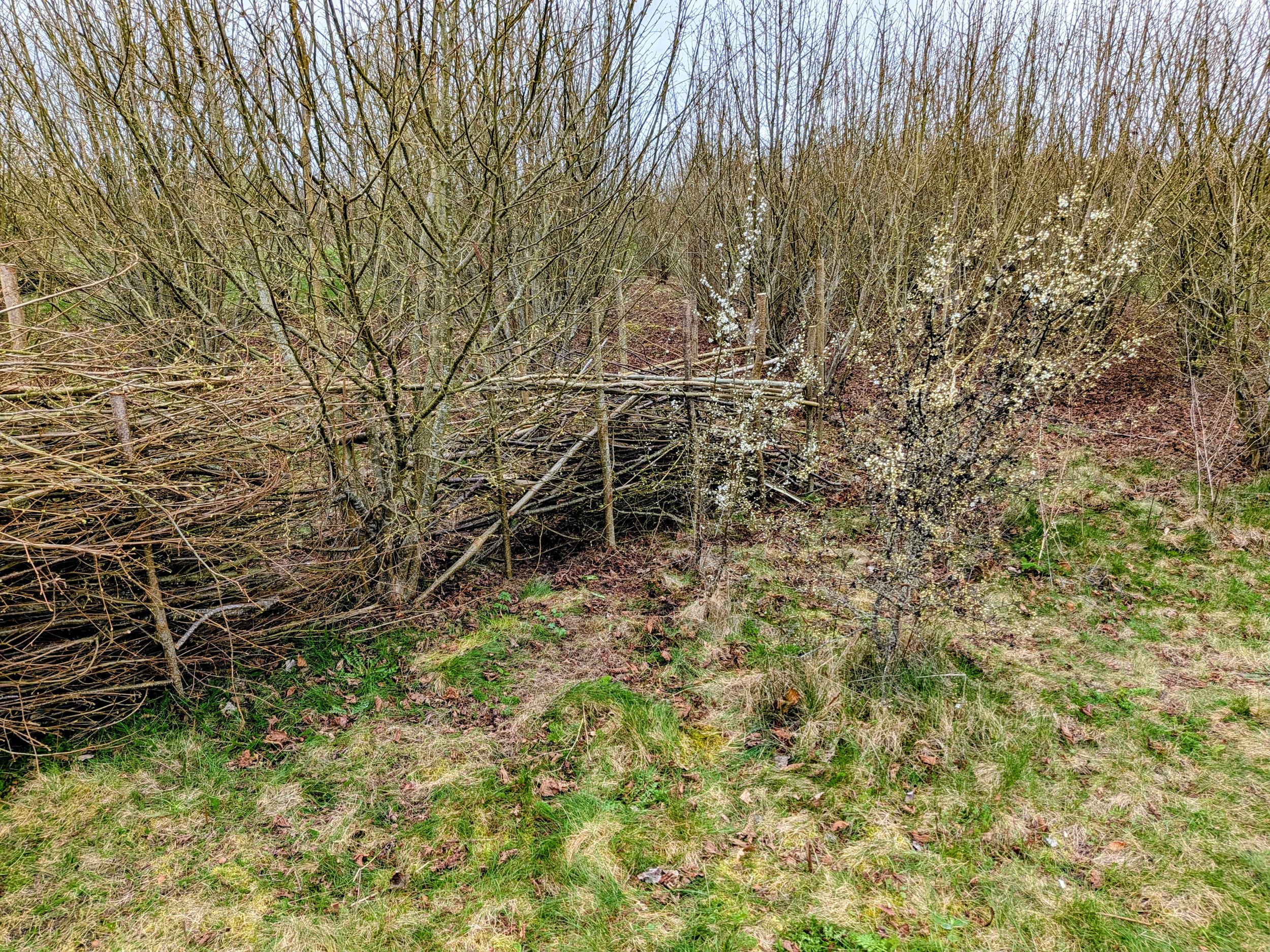 Extra dead hedging 16-03 Paul Sam Brian Steve.jpg