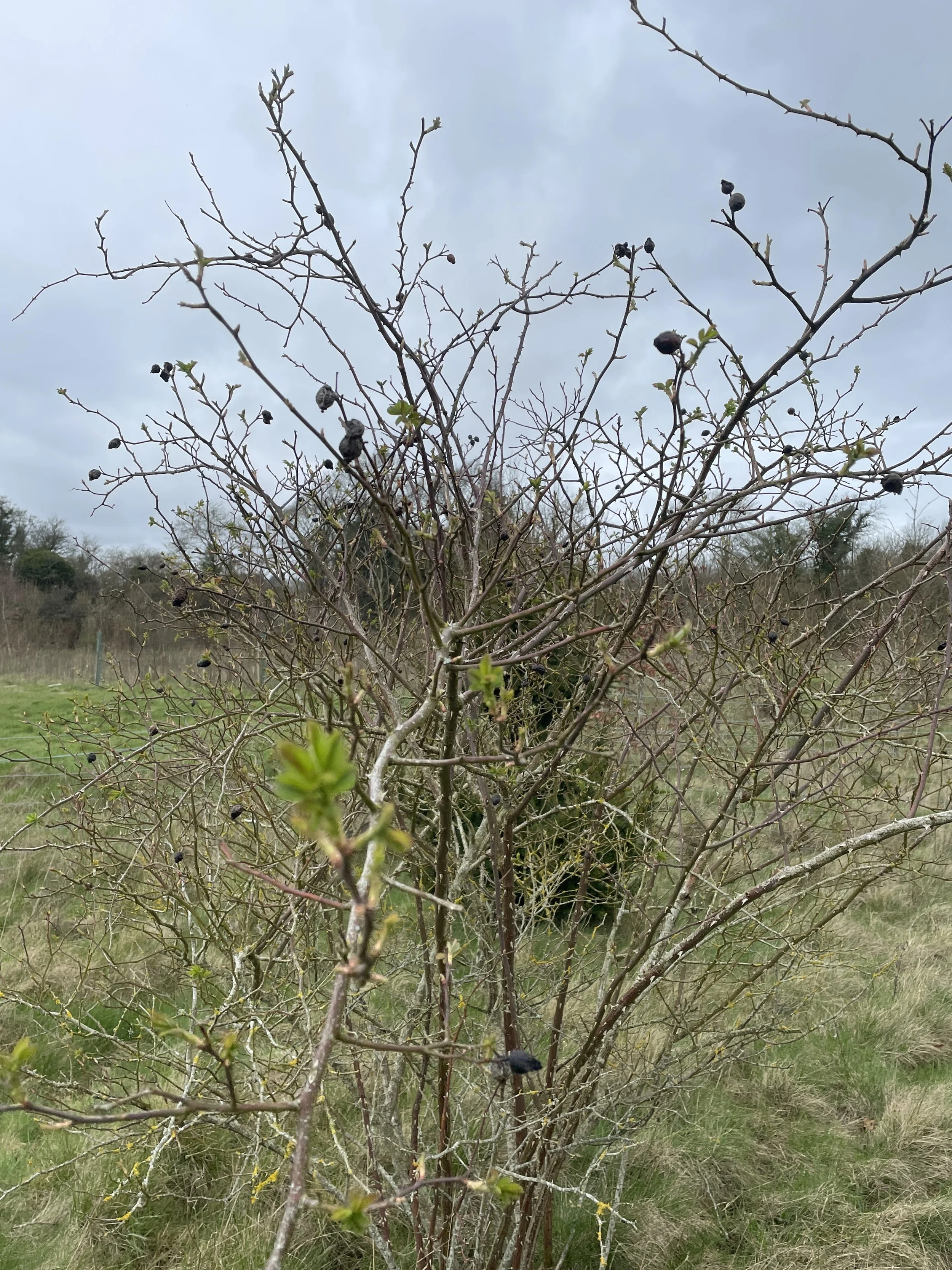 Nature_s Calendar 1st spot - Dog Rose in leaf.JPG