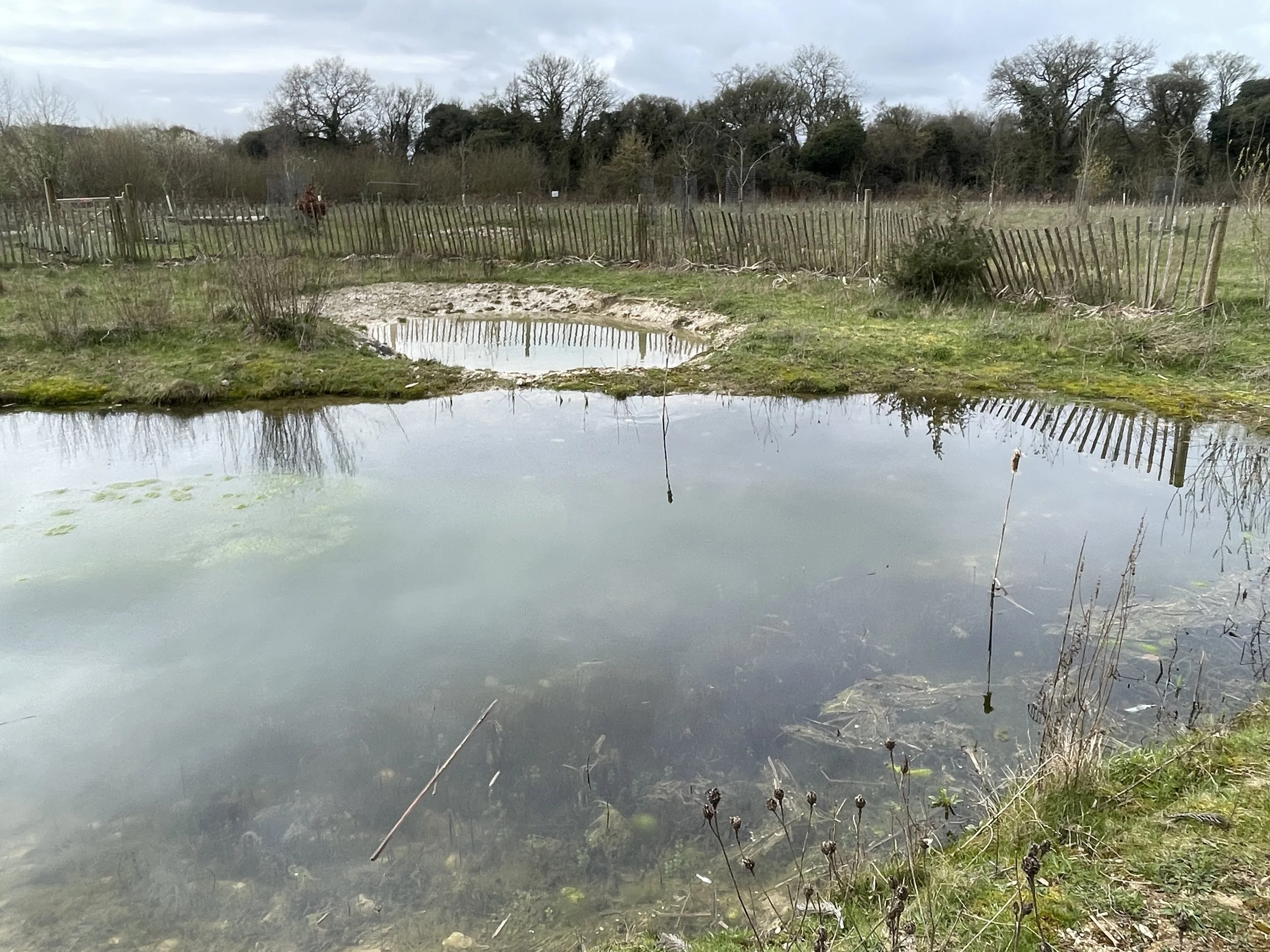Ponds filled after winter rains.JPG