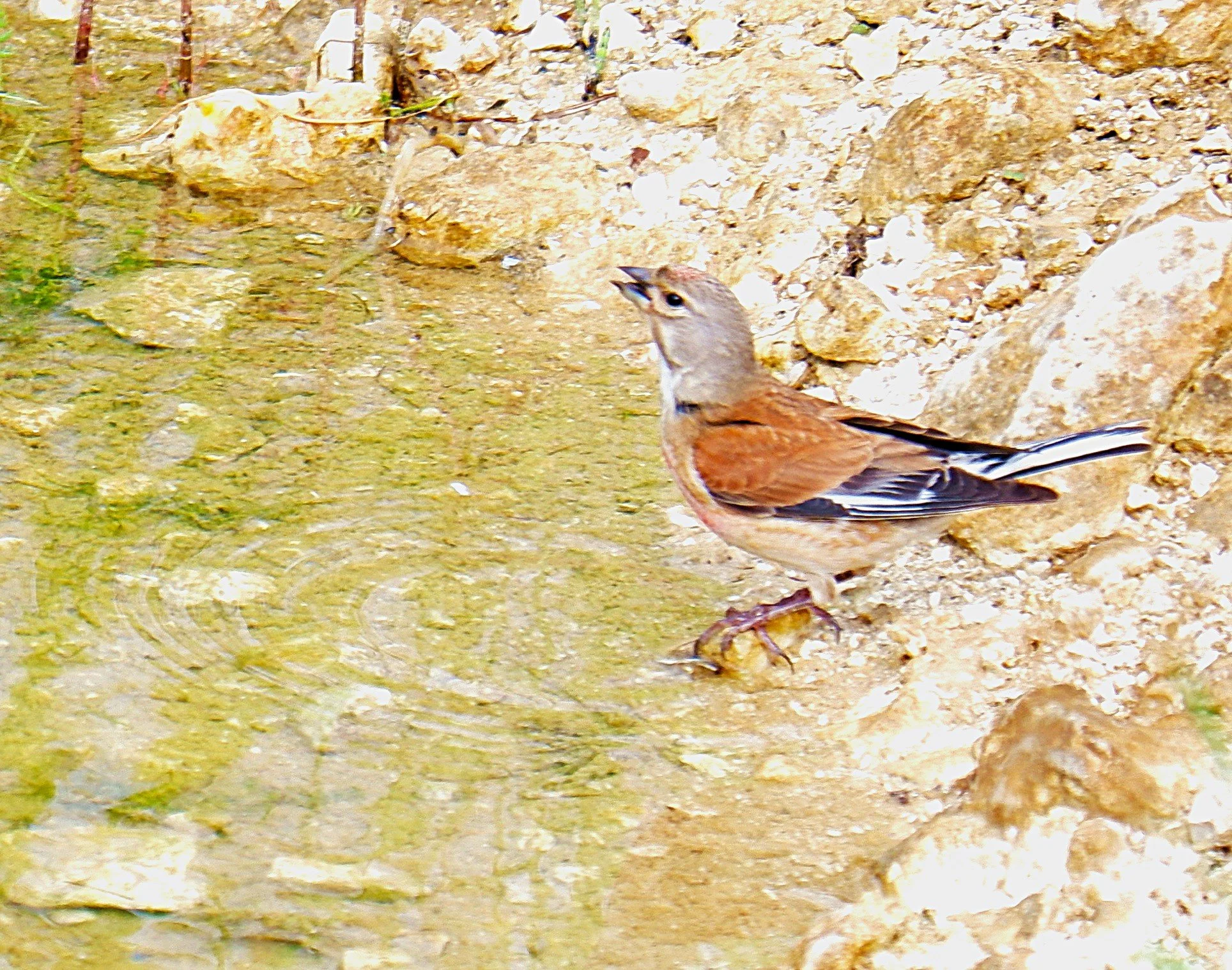 Linnet2_John Taylor July 2020.jpg