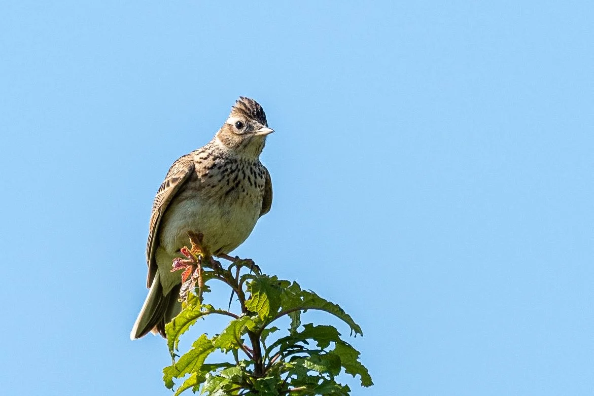 Skylark_Leroy.jpg
