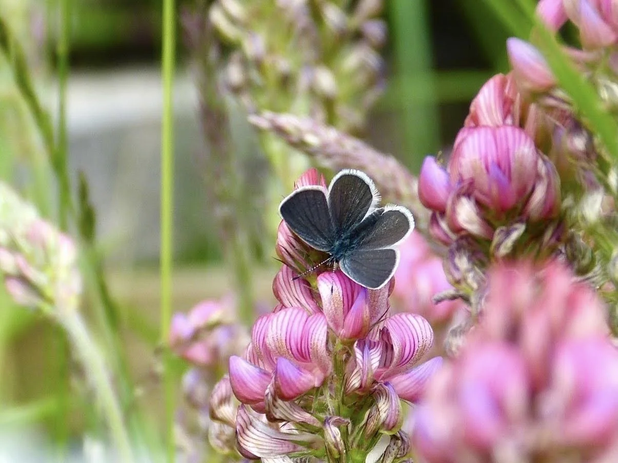small blue.jpg