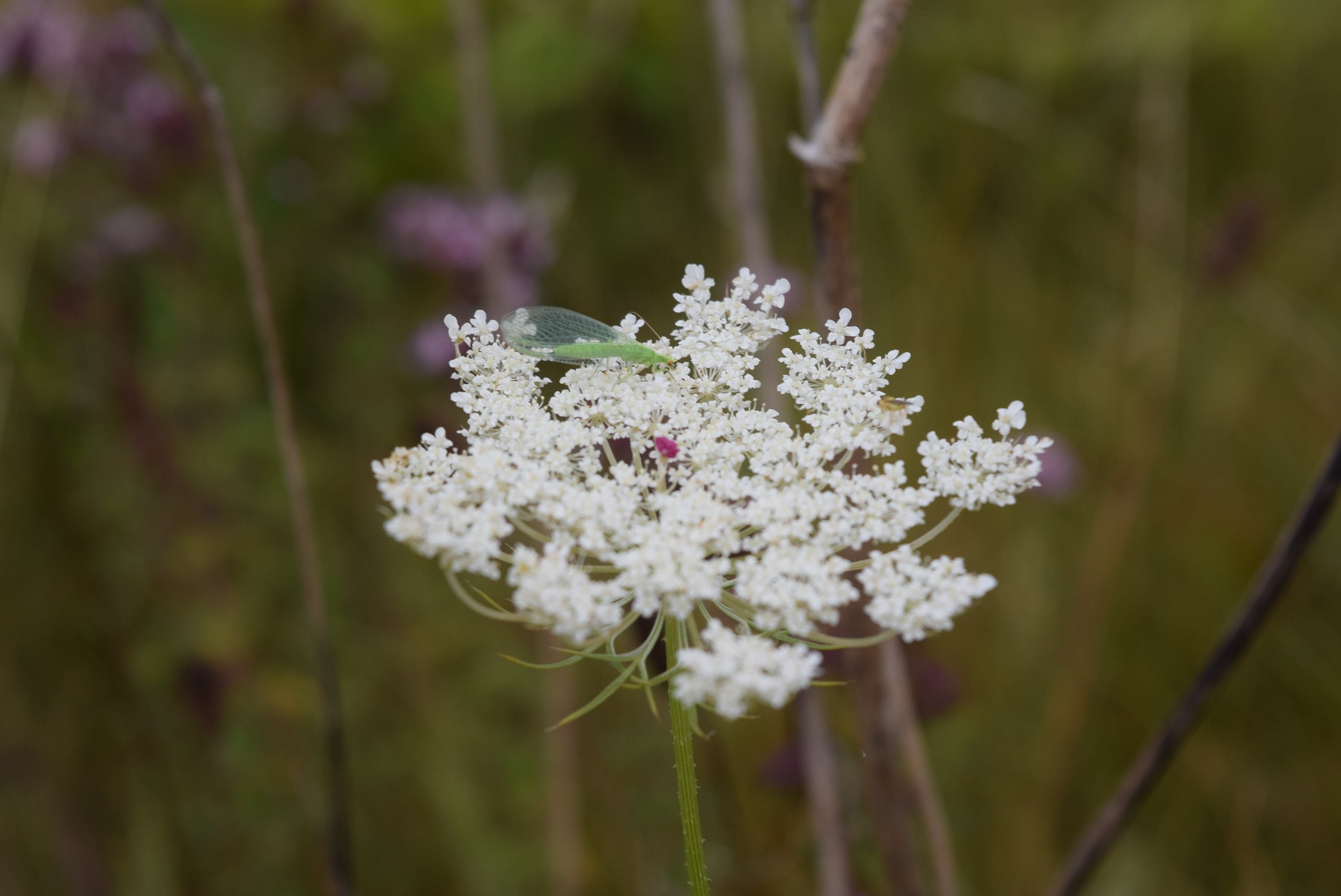 DSC_1284.JPG