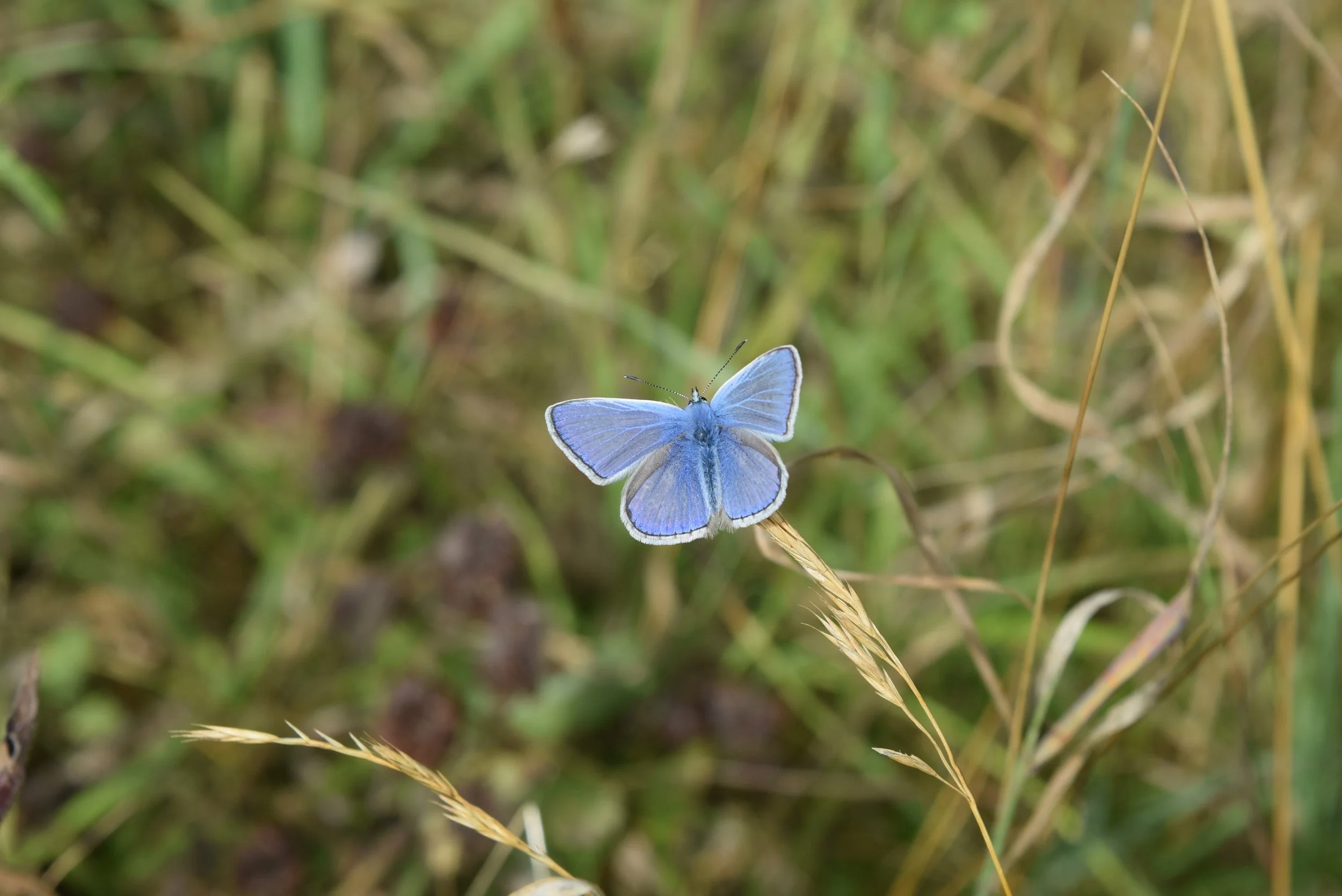 DSC_1334.JPG