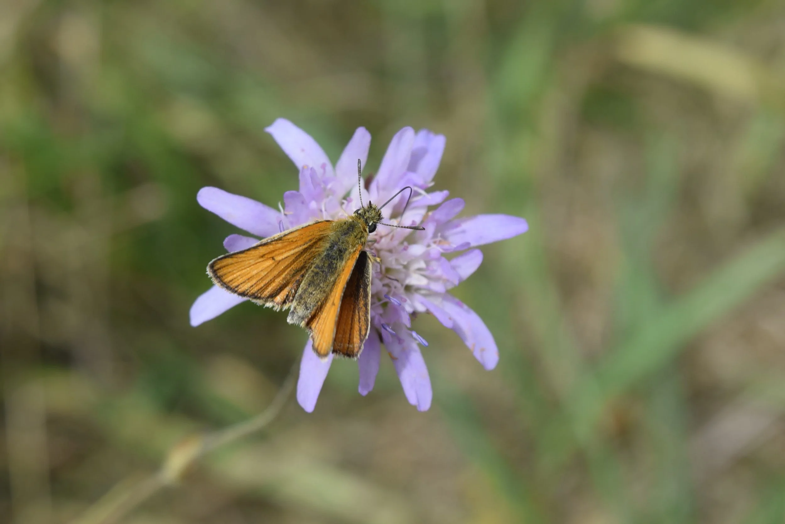 DSC_1411.JPG