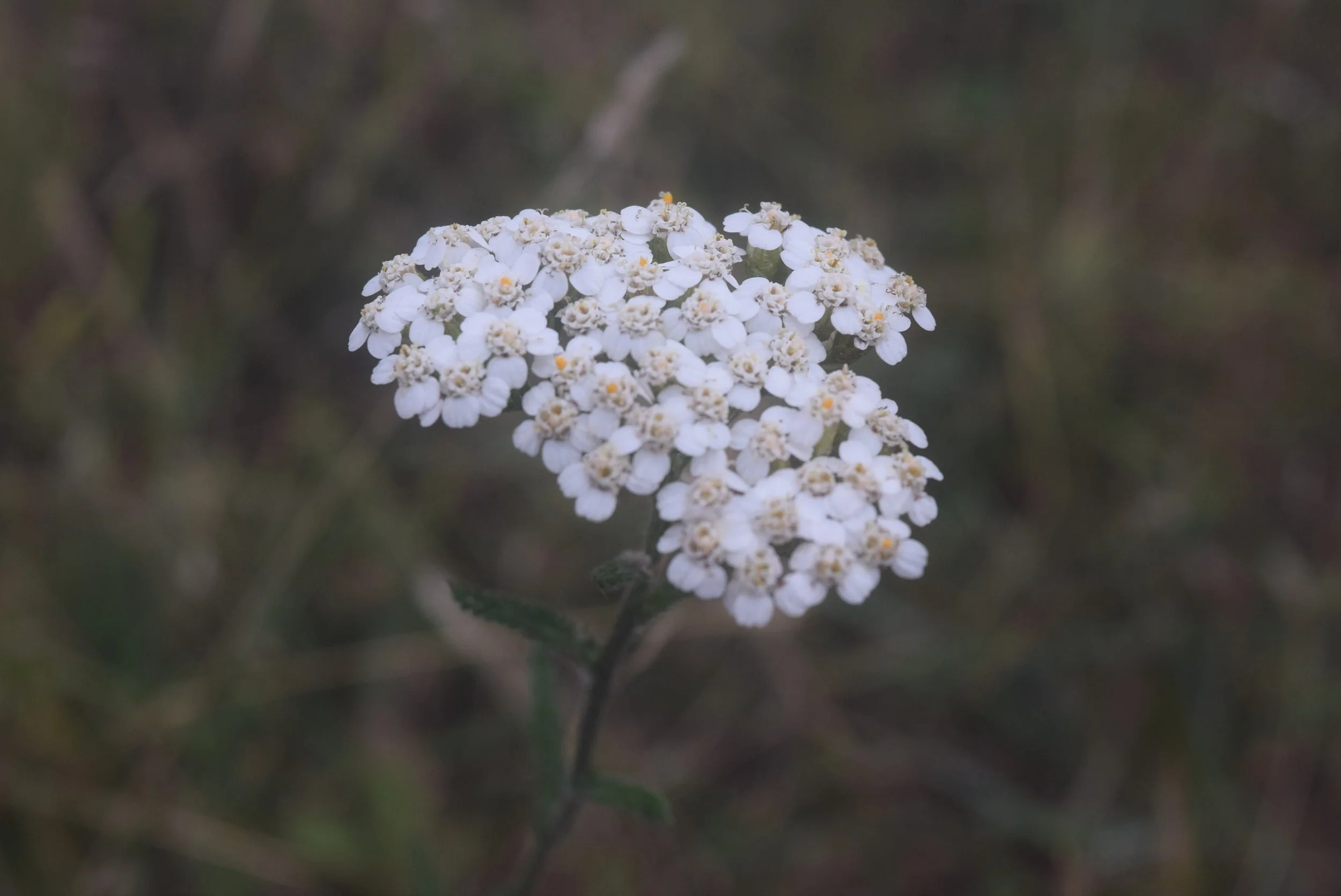 DSC_1417.JPG
