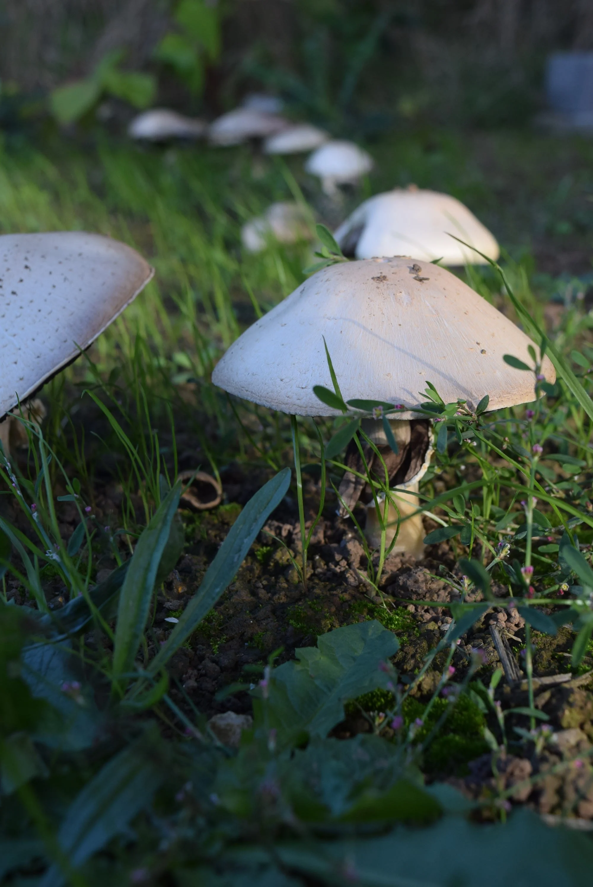 DSC_1577.JPG