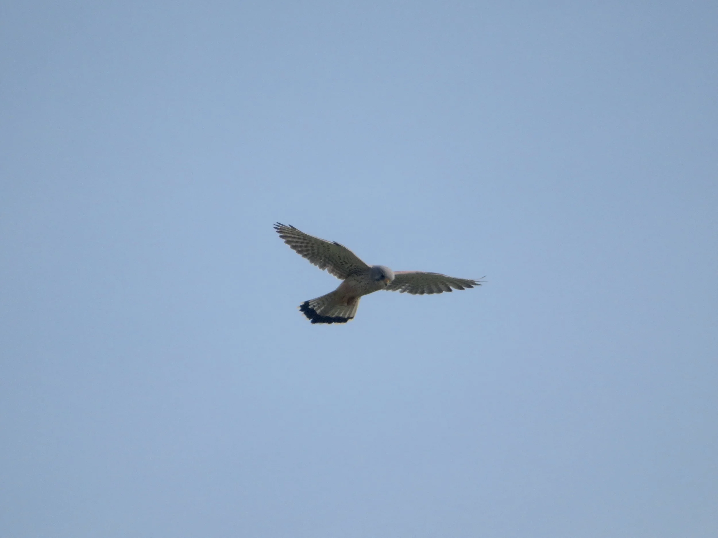 Kestrel 1.jpg