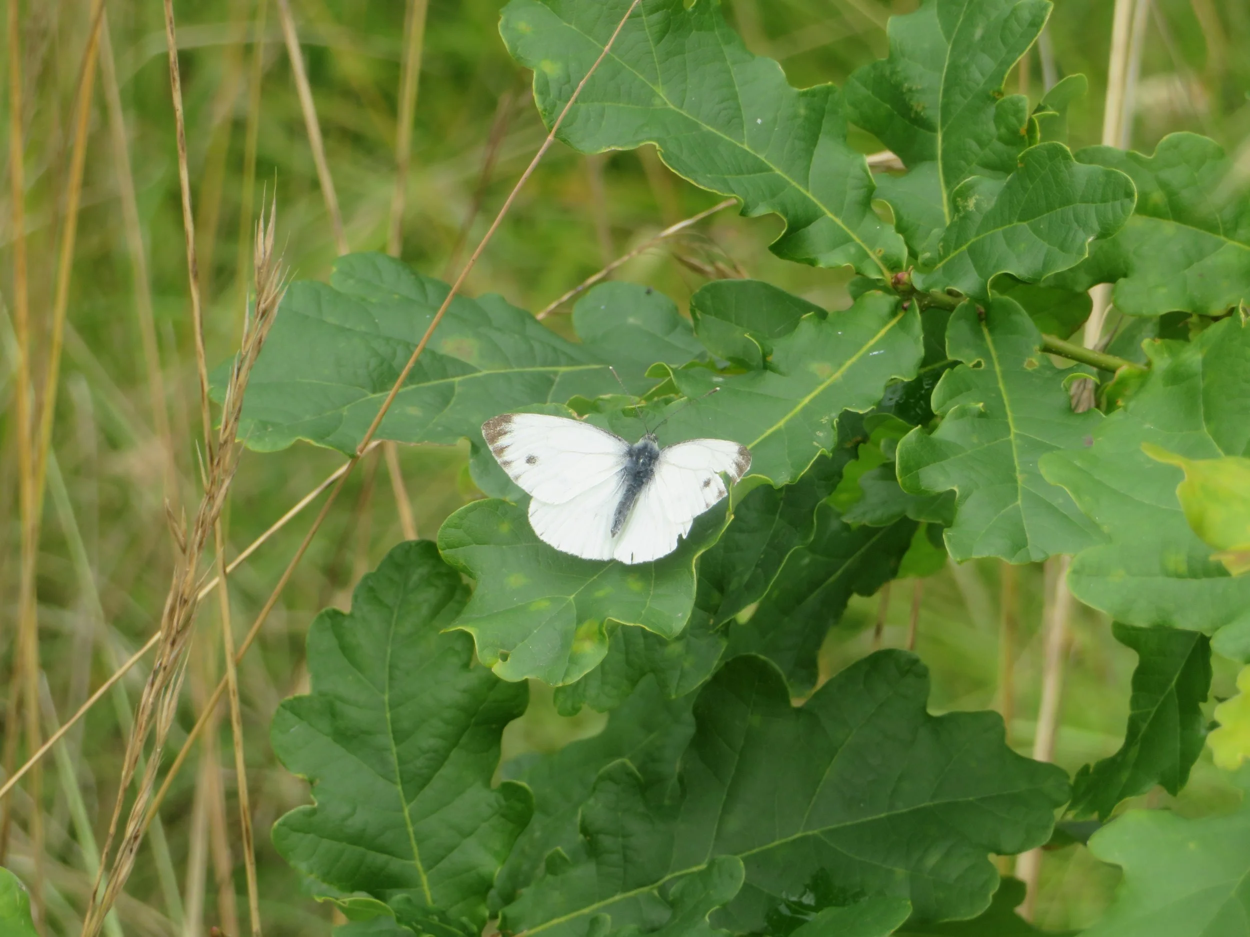 Large white.JPG