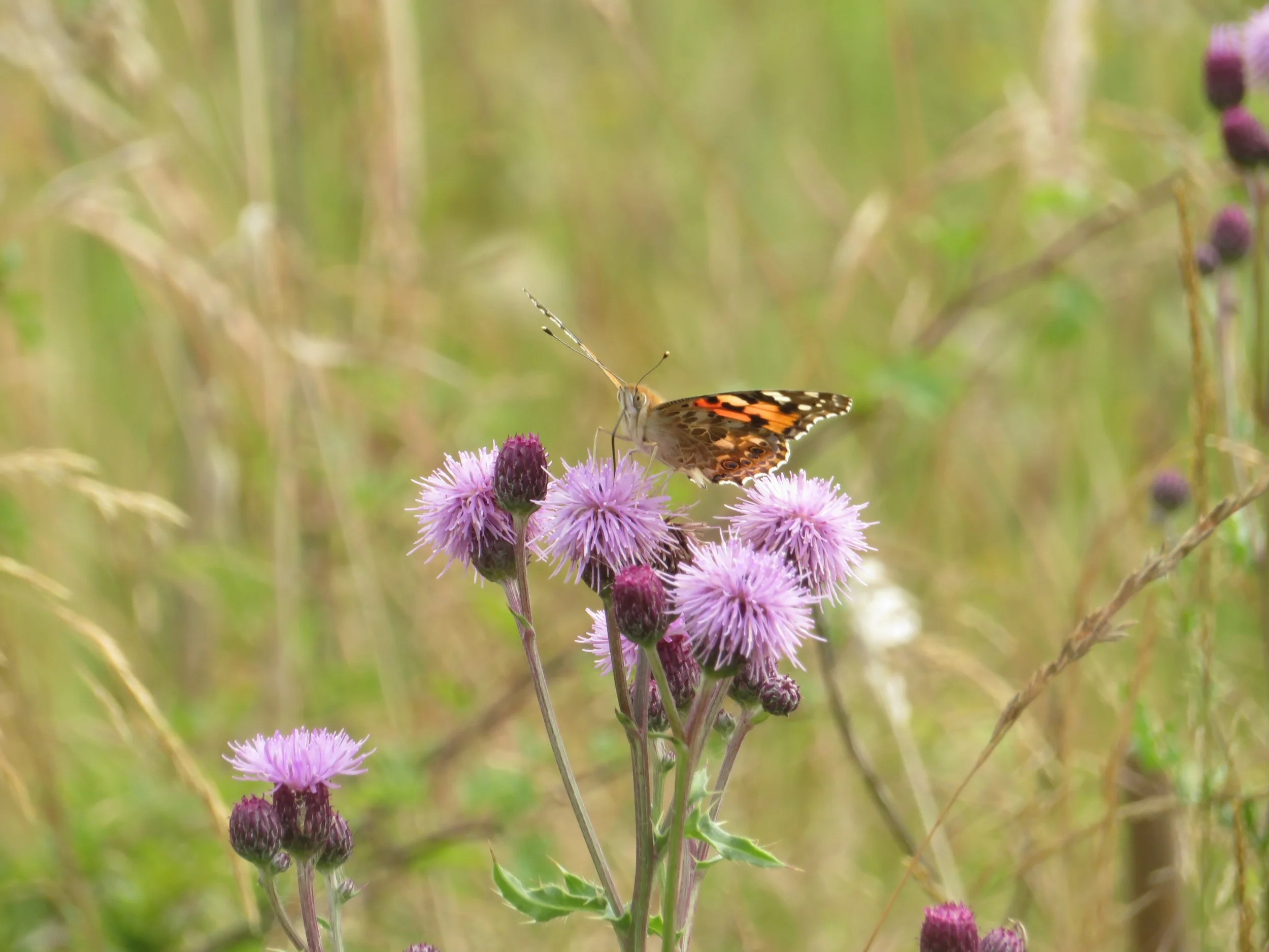 Painted Lady.JPG