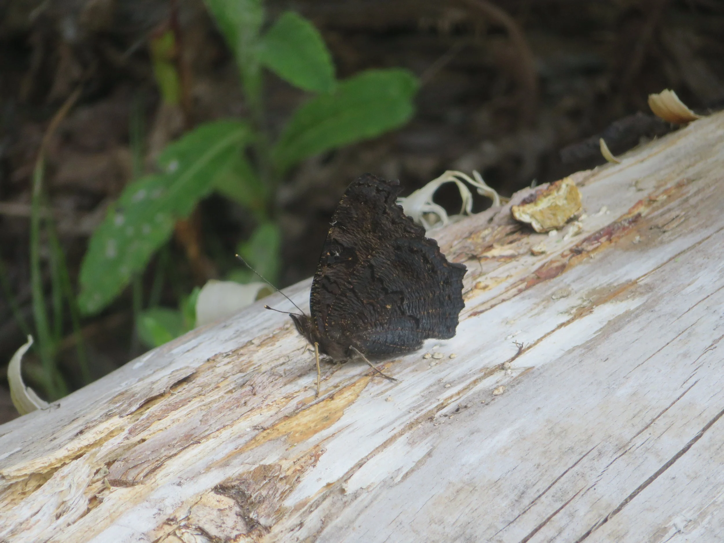 Peacock underwing.JPG