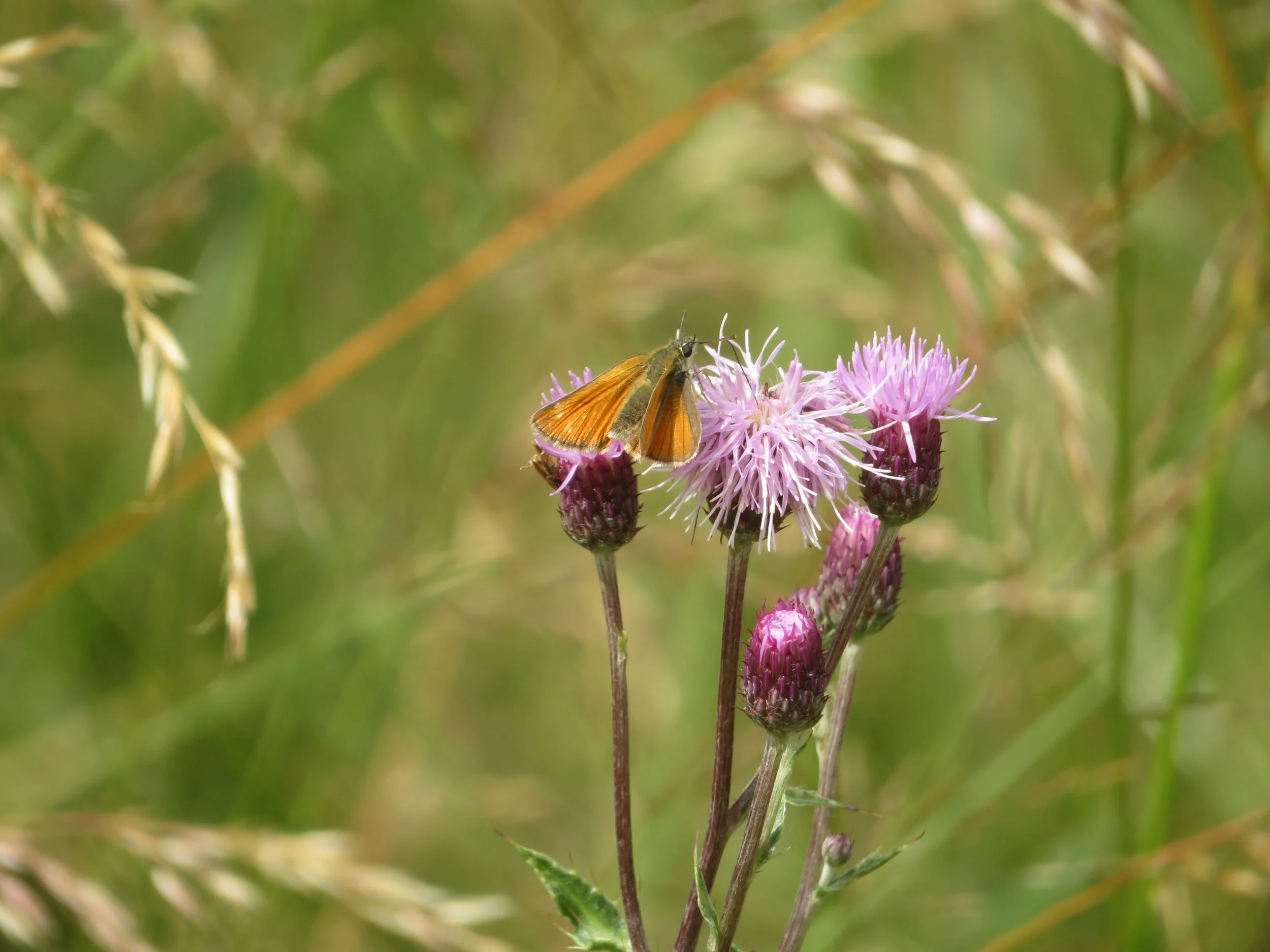 Small skipper.JPG